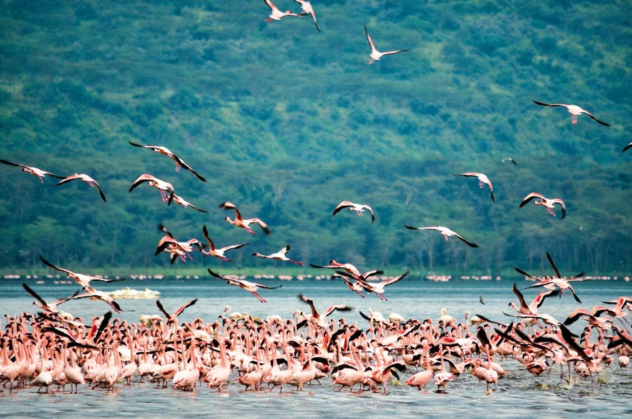 Flamingos in Lake Nakuru Kenya.