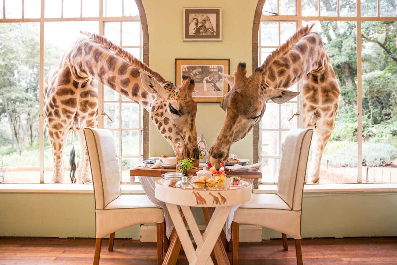 Breakfast with giraffes in Giraffe Manor hotel in Kenya
