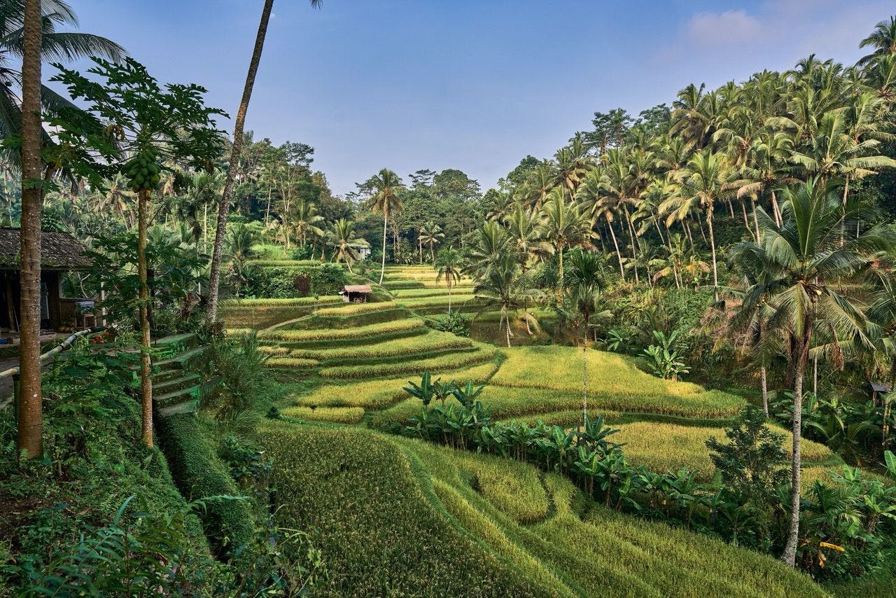 Rice fields in Bali Indonesia