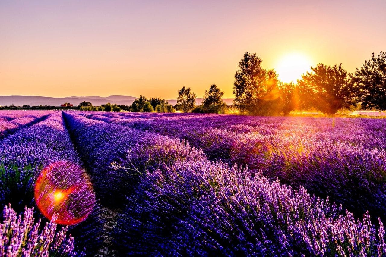 Purple lavender fields in Provence France