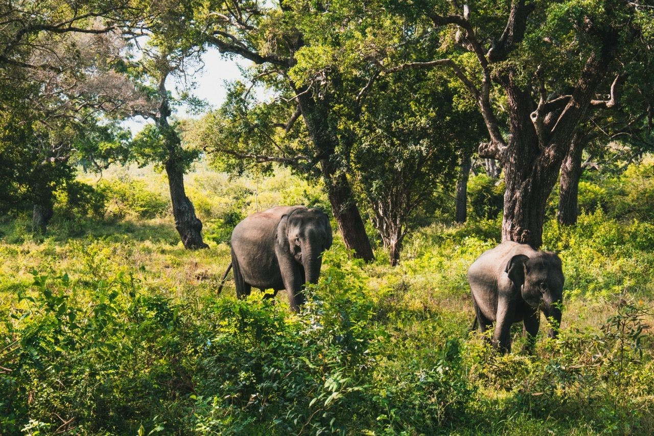 Indian elephants in Yala National Park in Sri Lanka
