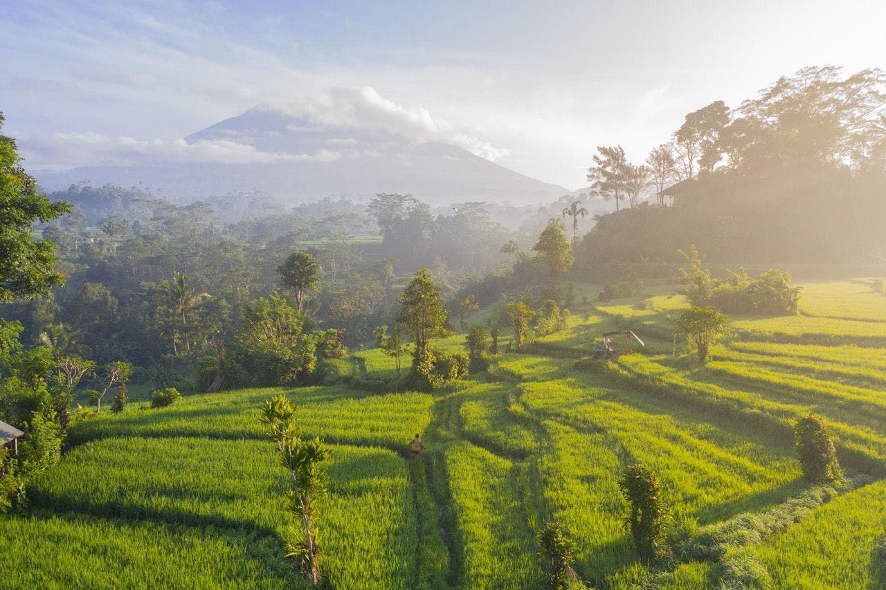 Bali green lush rice terraces
