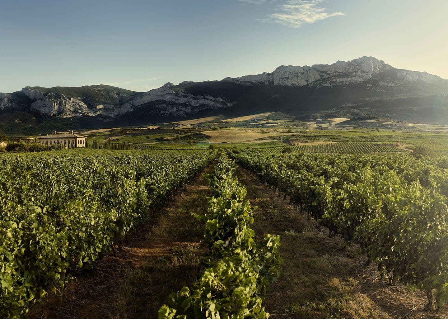 View on Torre de Oña vineyard in Rioja Spain.