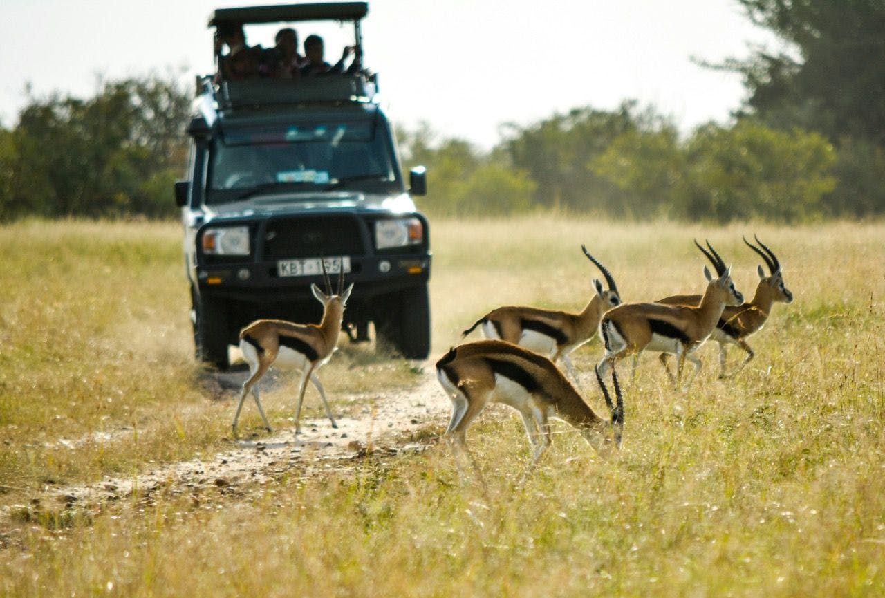 Antilopes walking next to safari car in Kenya.