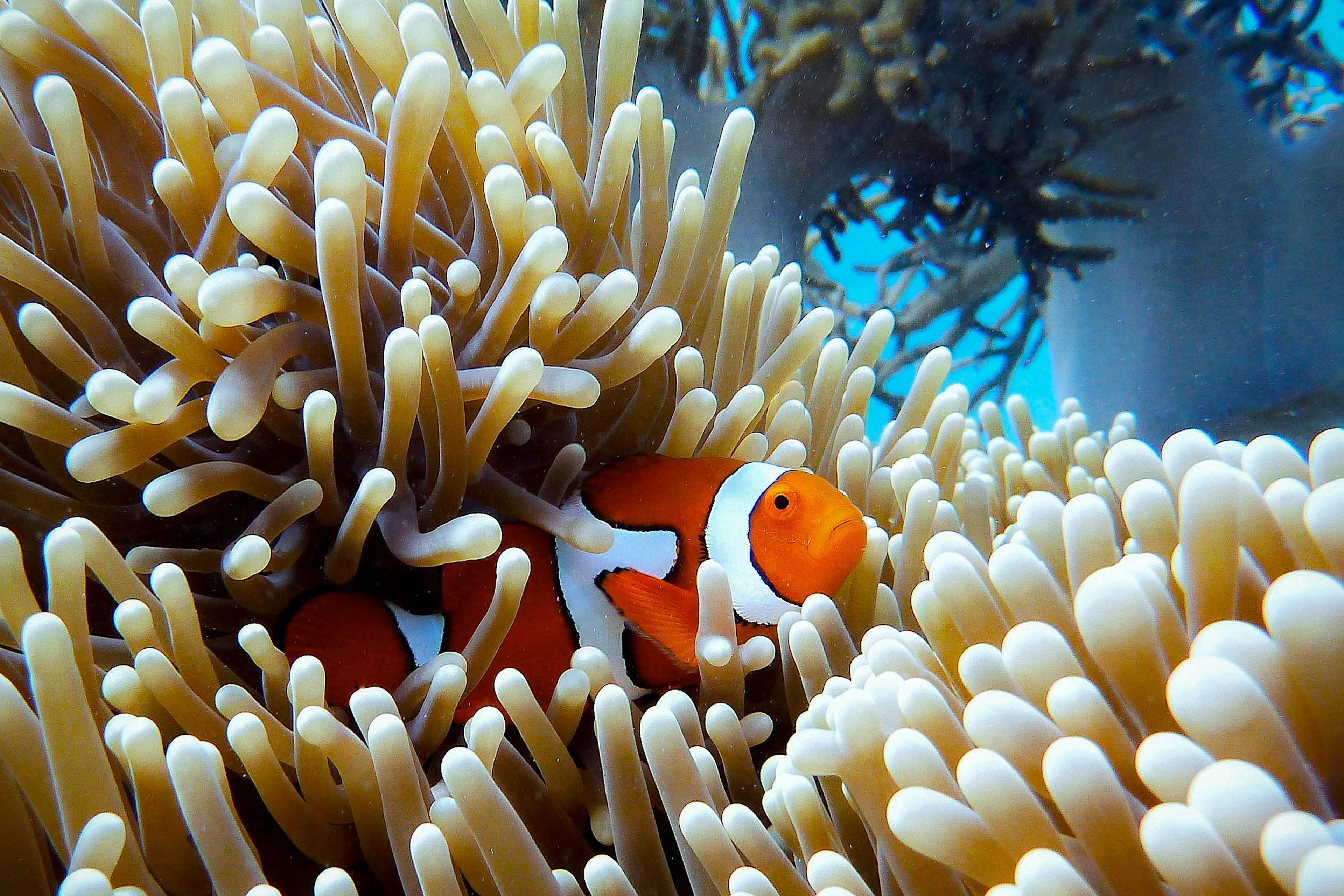 Nemo fish in Great Barrier Reef in Australia.
