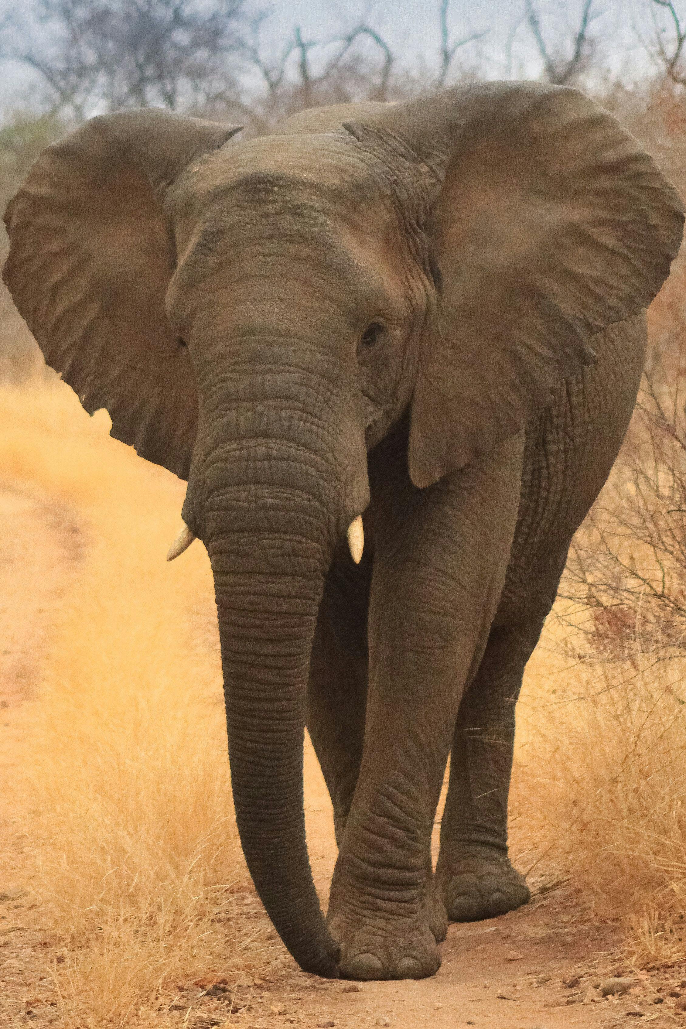 Elephant in Kruger National Park in South Africa.