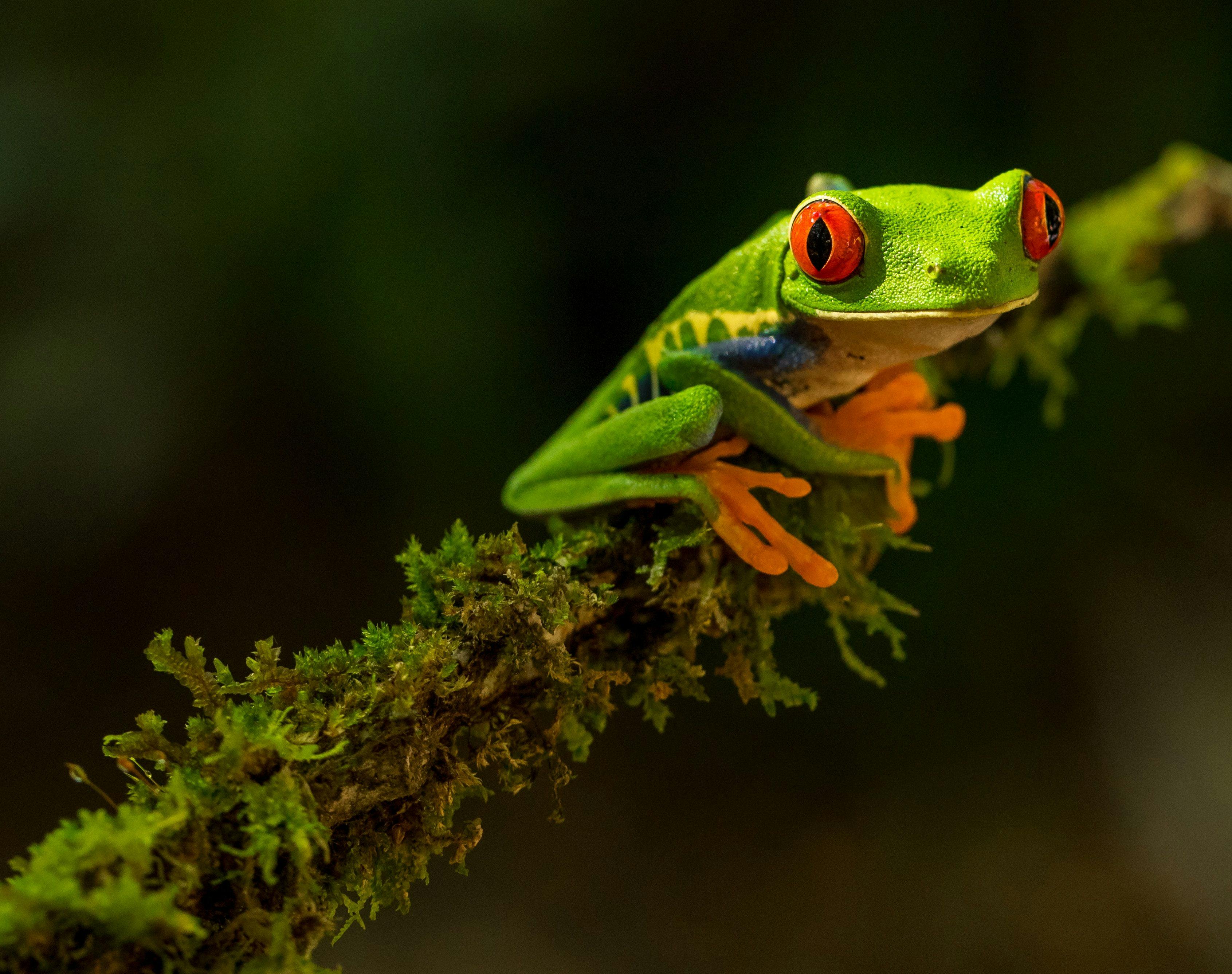 Green frog in Costa Rica rainforest.