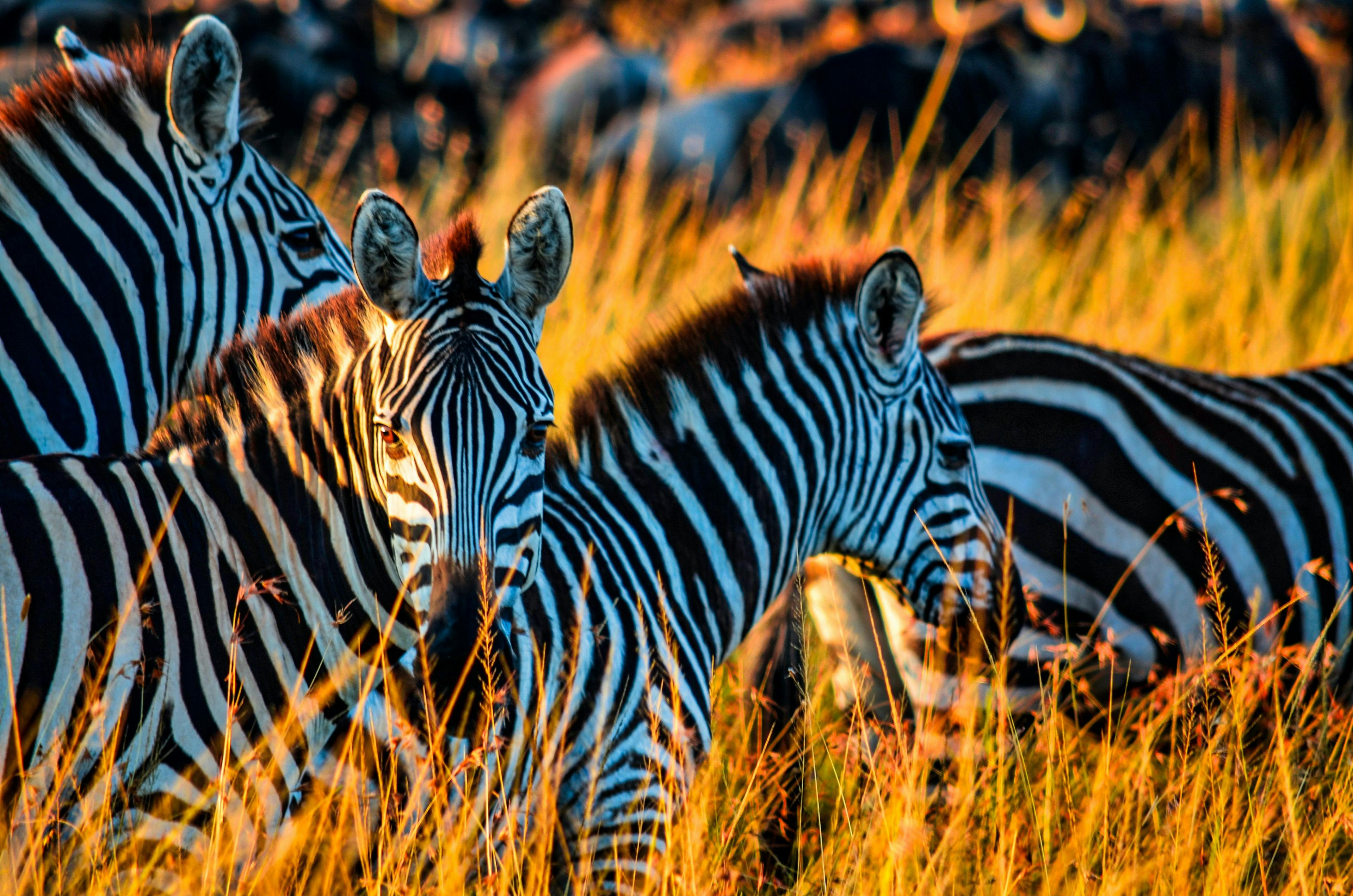 Zebras in Maasai National Reserve in Kenya.