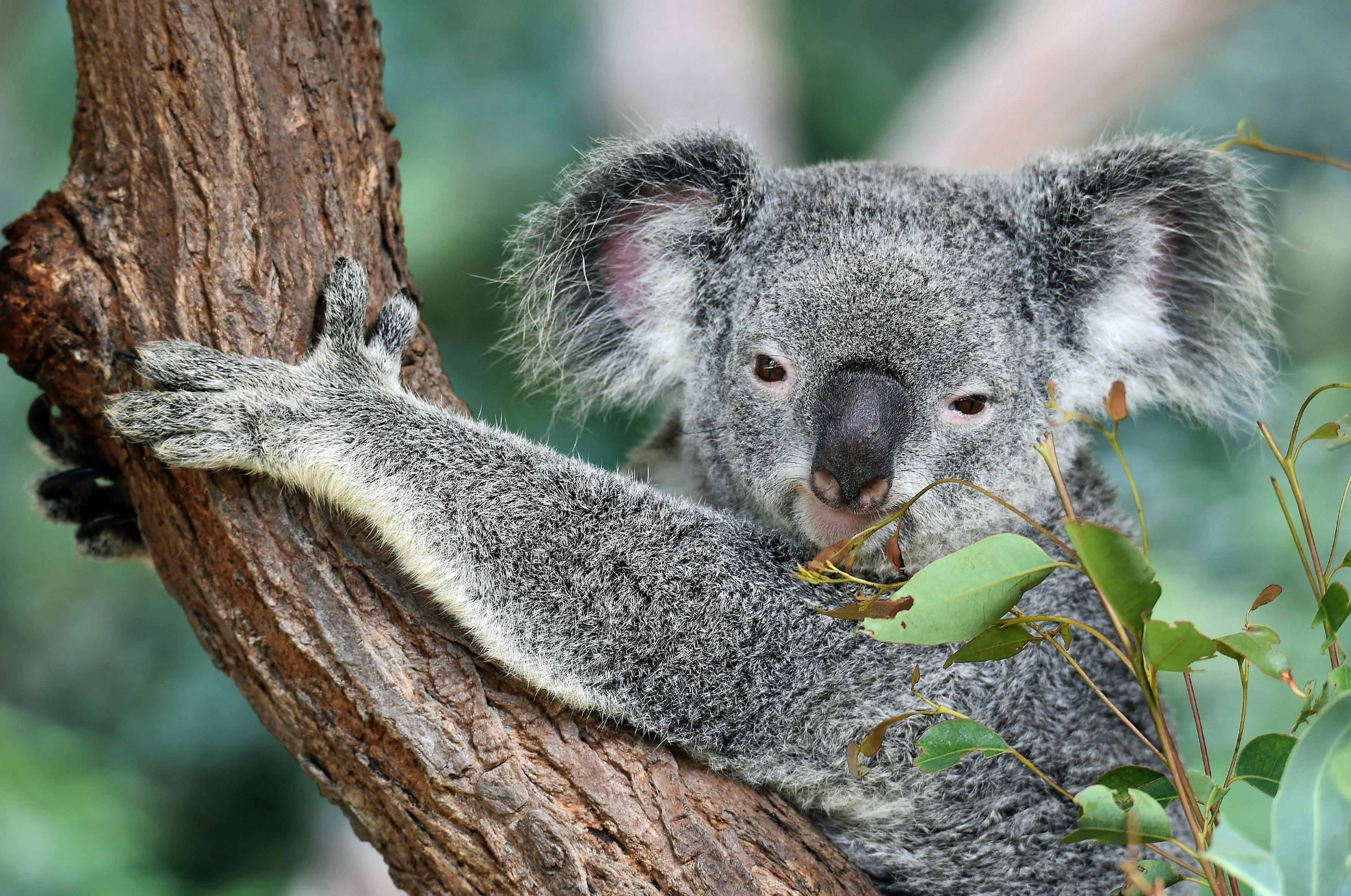 Koala holding a tree in Kuranda Australia.