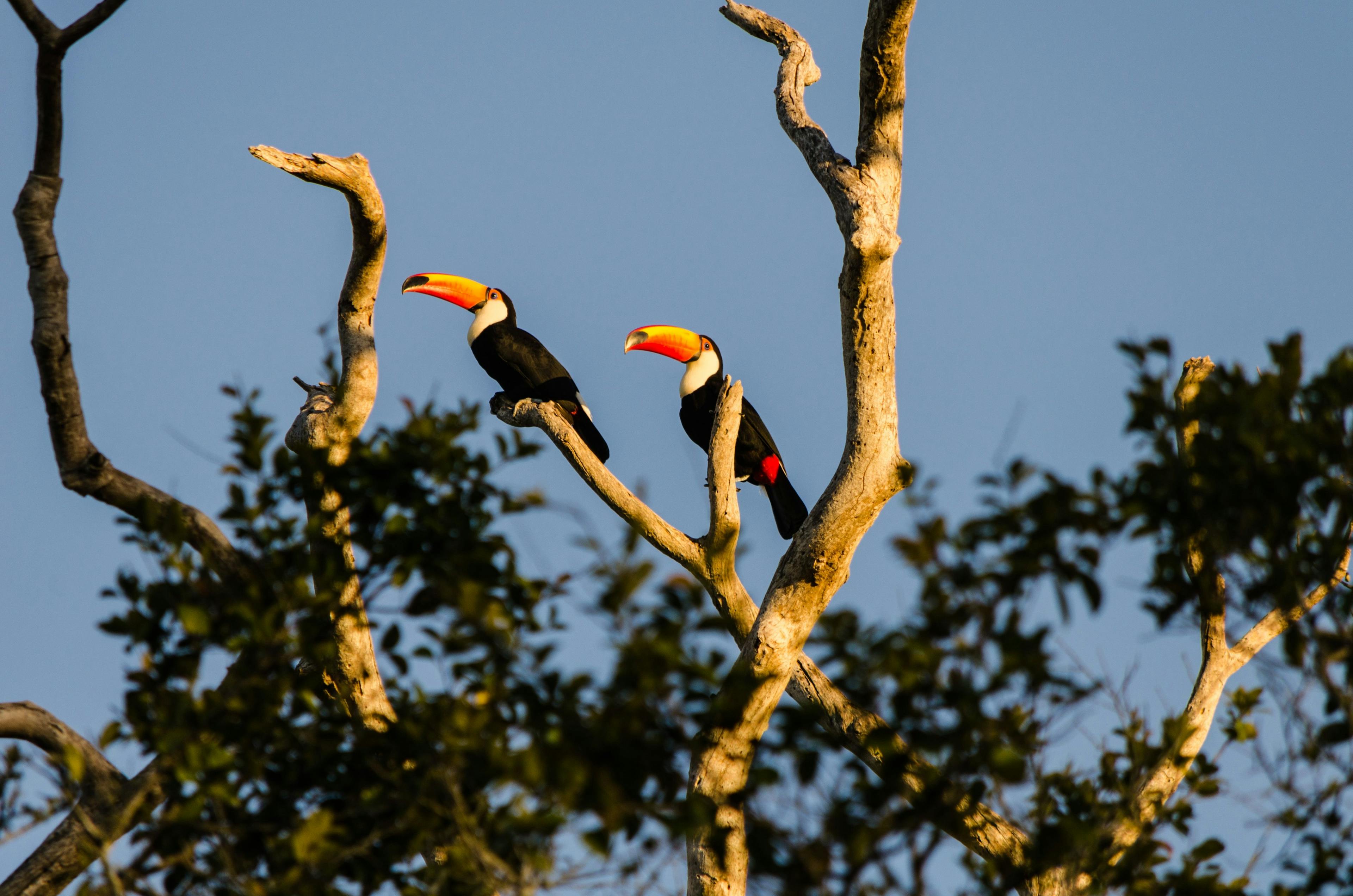 Colorful birds on a tree in Pantanal, Brazil.