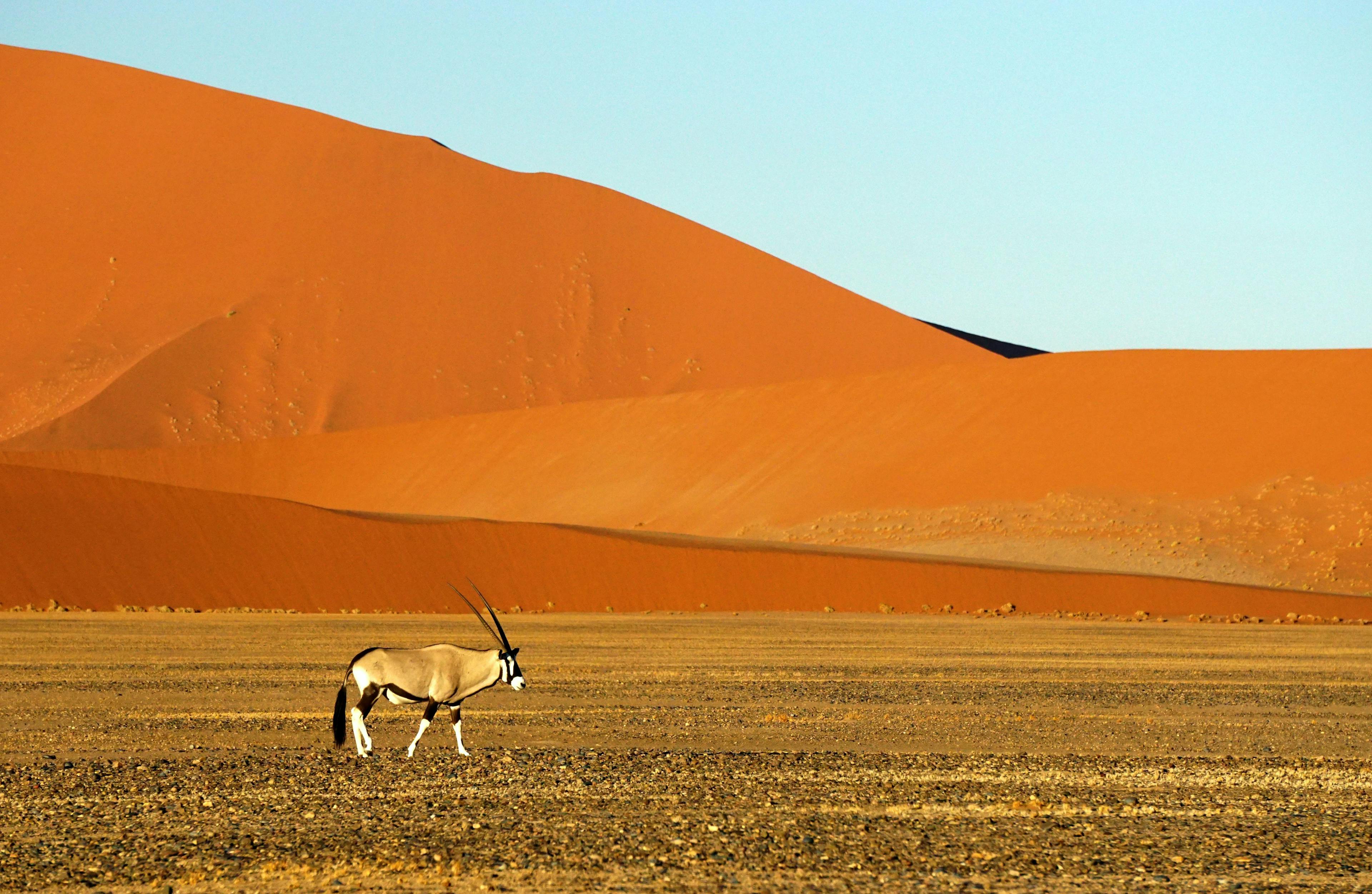 Oryx in Namib-Naukluft National Park in Namibia.