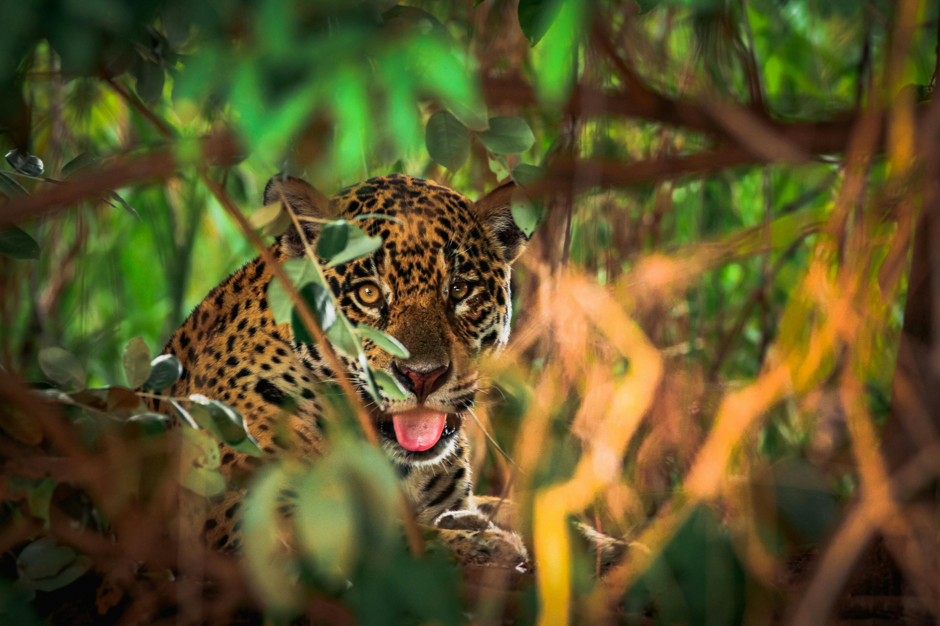 Jaguar in Pantanal, Brazil.