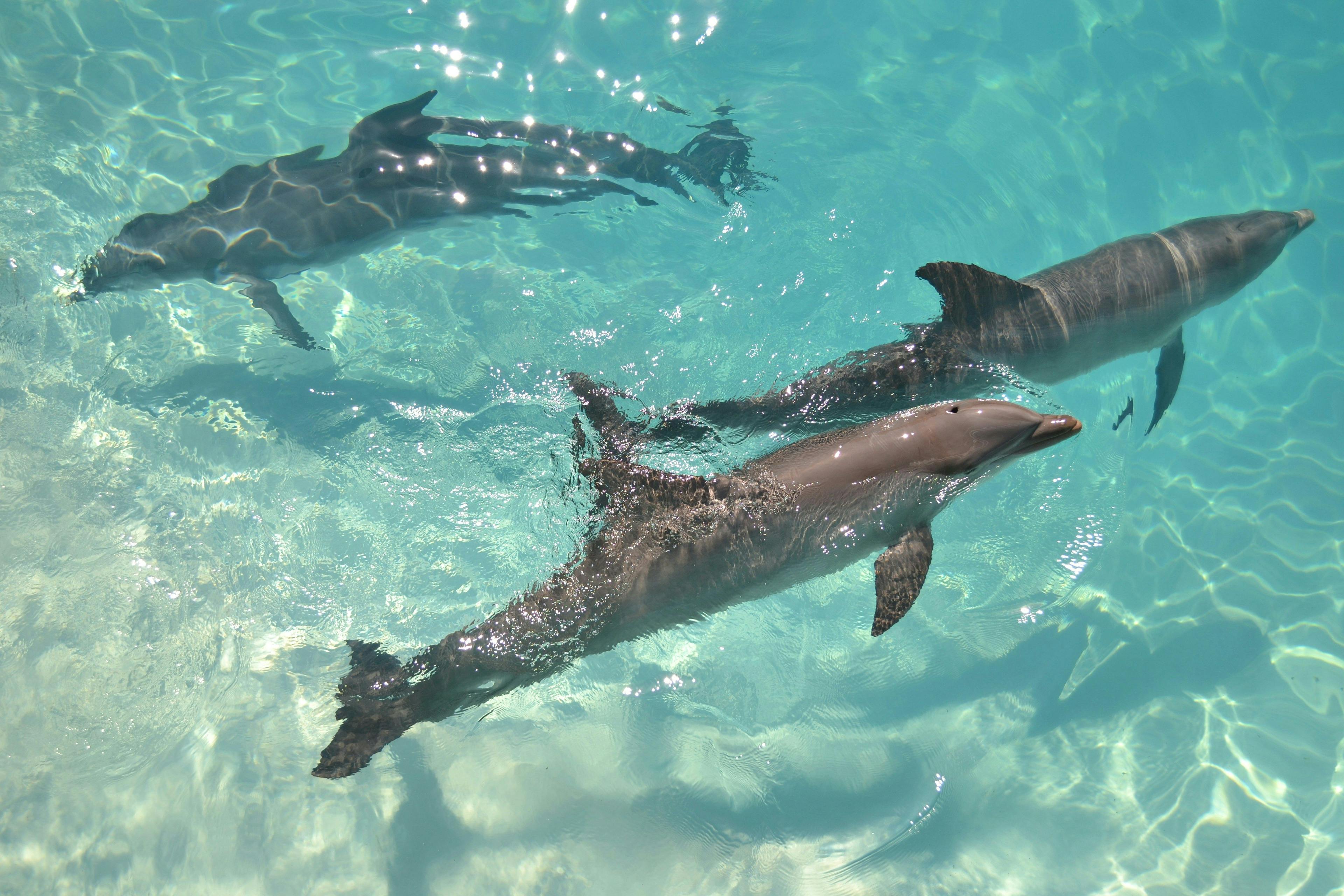Dolphins swimming in bright blue Caribbean Sea