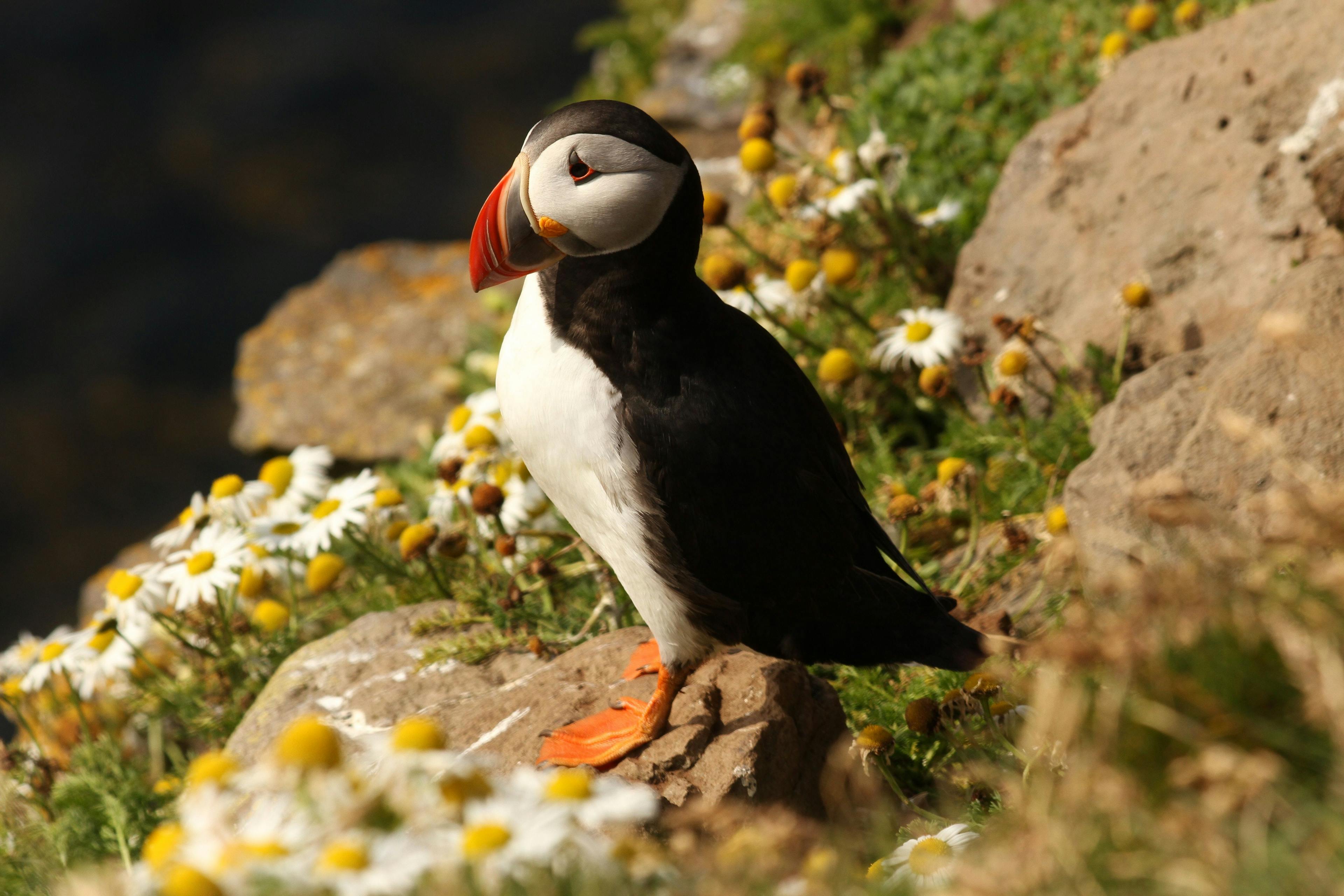 Puffin bird standing on a rock in Iceland.