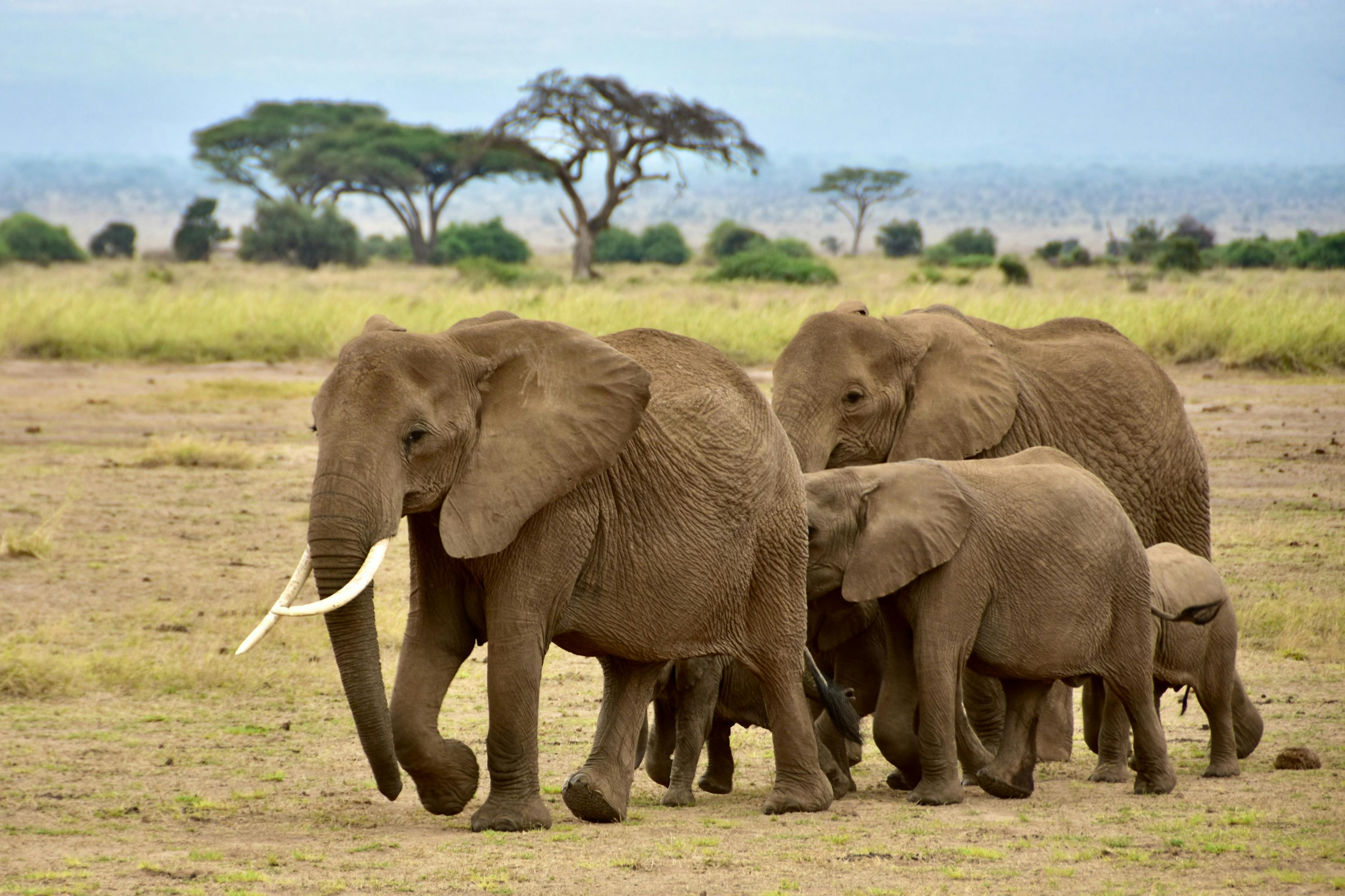 Elephants walking in Amboseli National Park in Kenya.