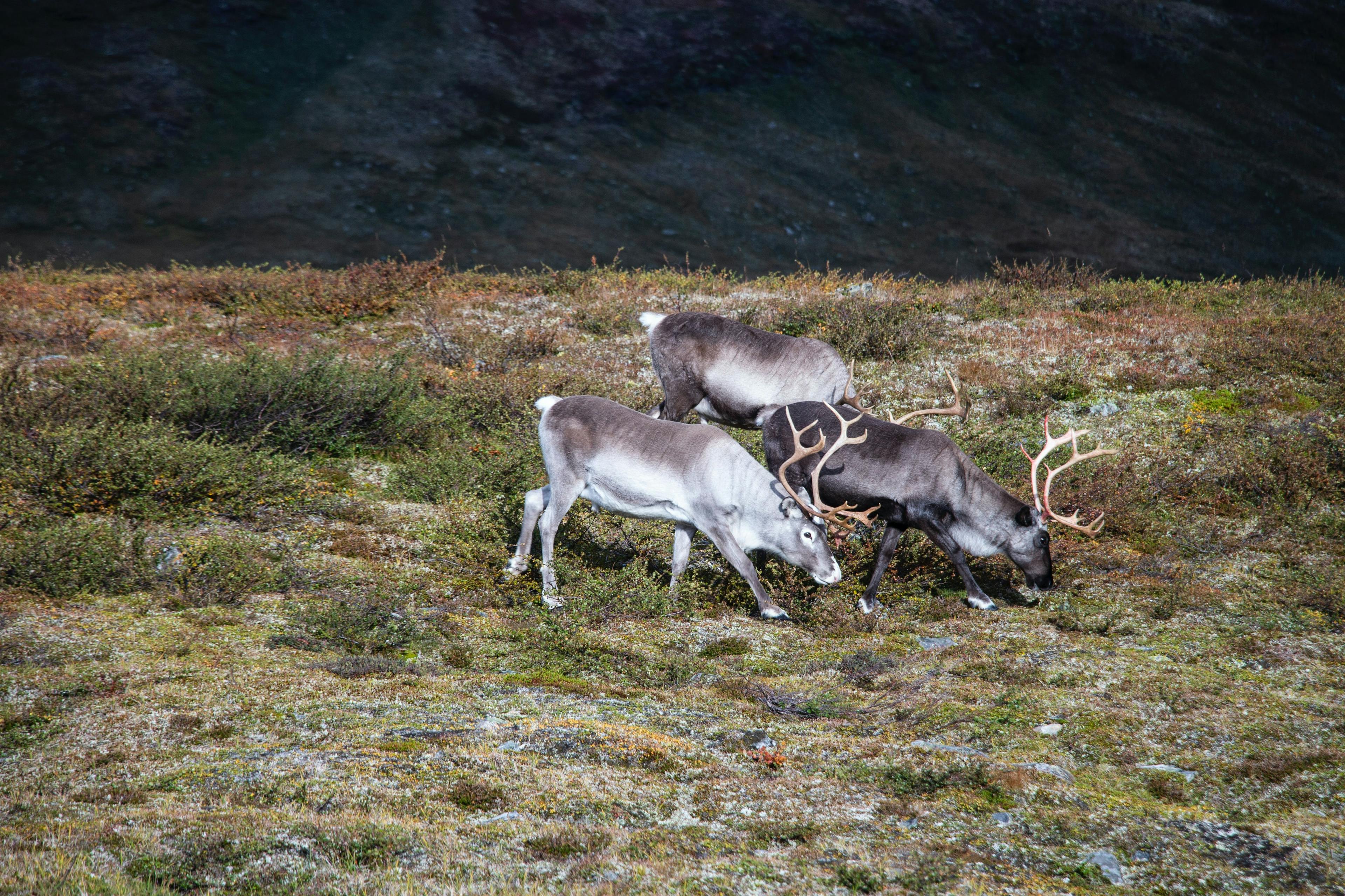 Reindeer in Abisko National Park in Sweden.