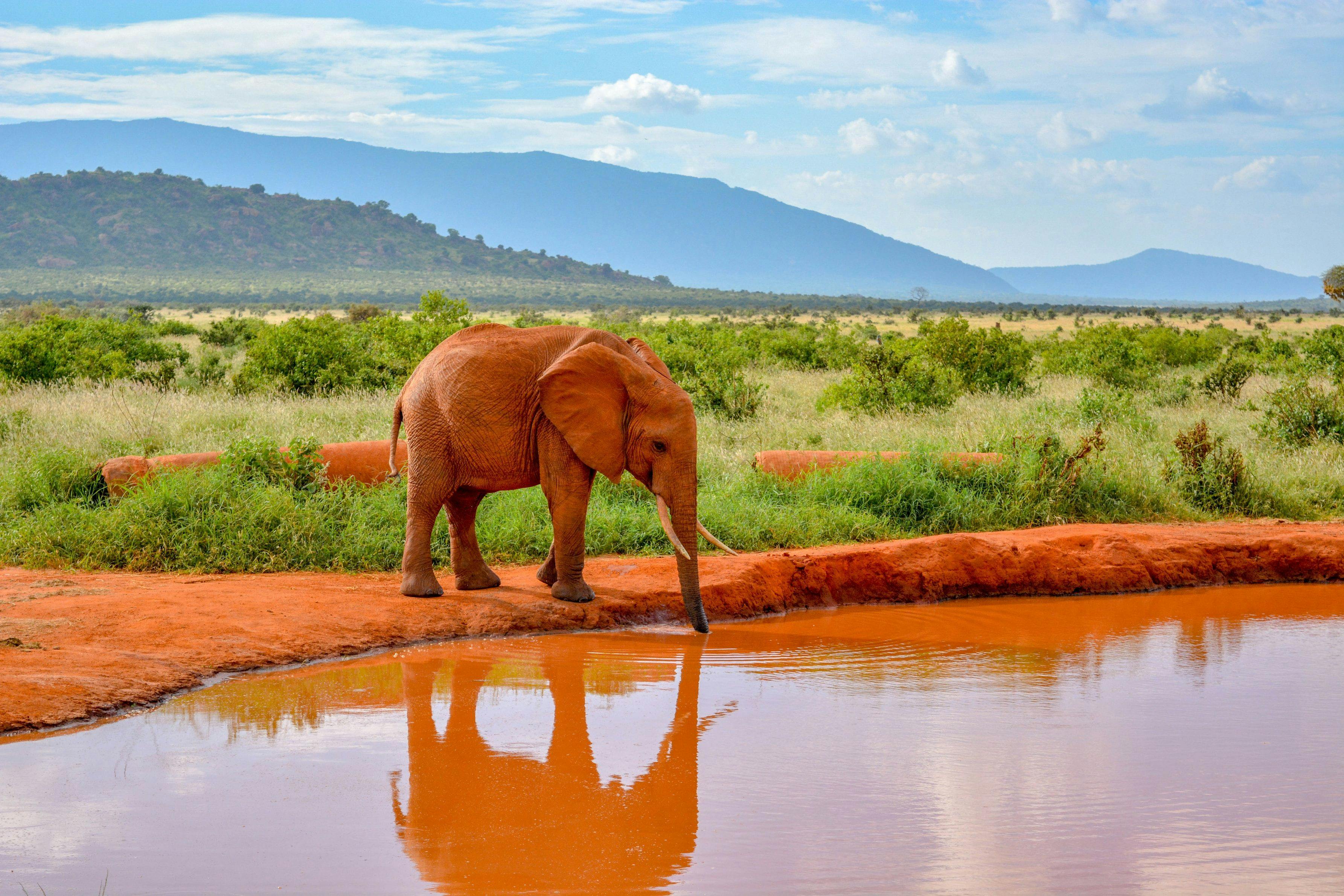 Elephant drinking water in Maasai Mara national park in Kenya.