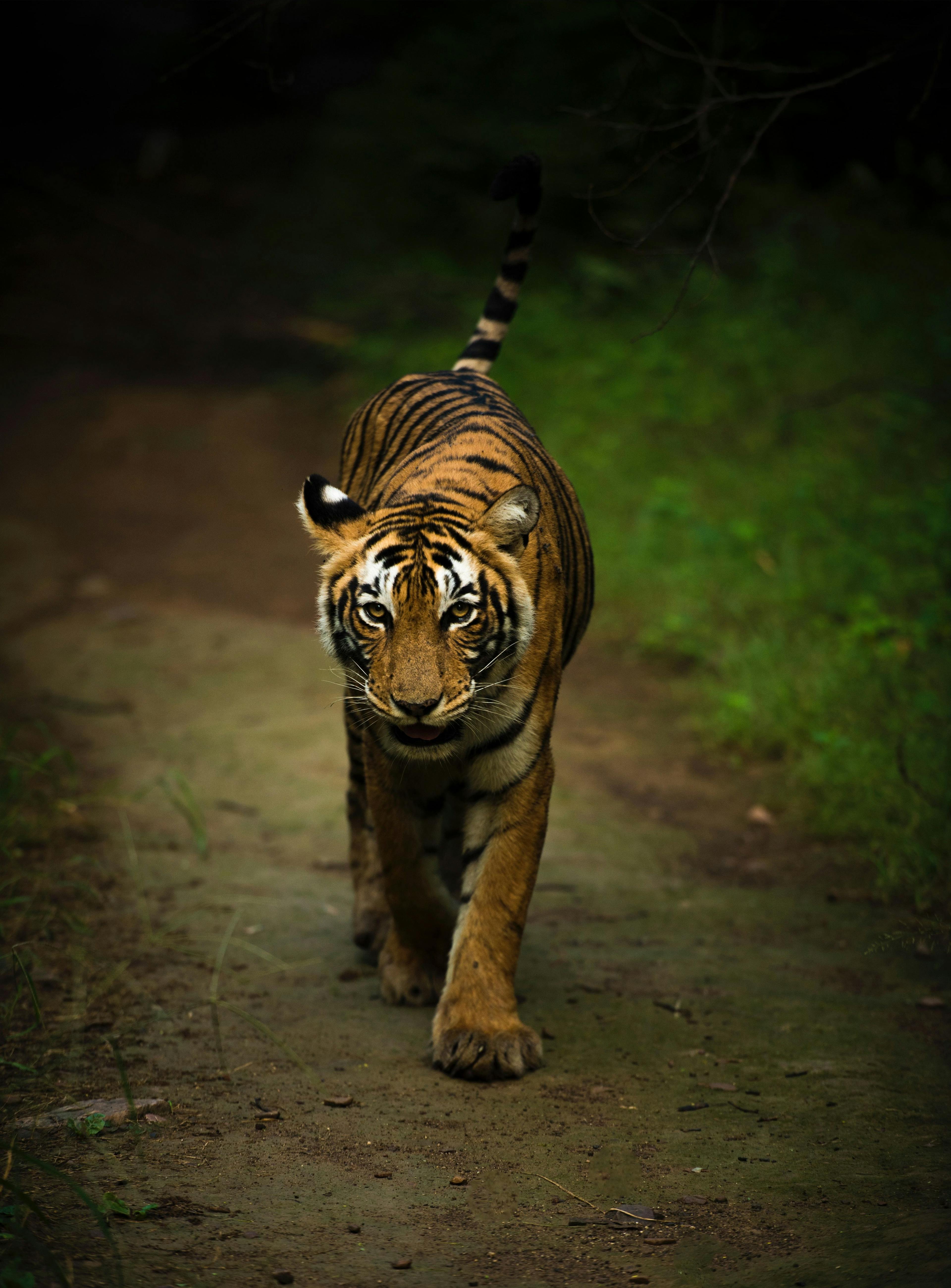 Tiger in Ranthambore National Park in India.