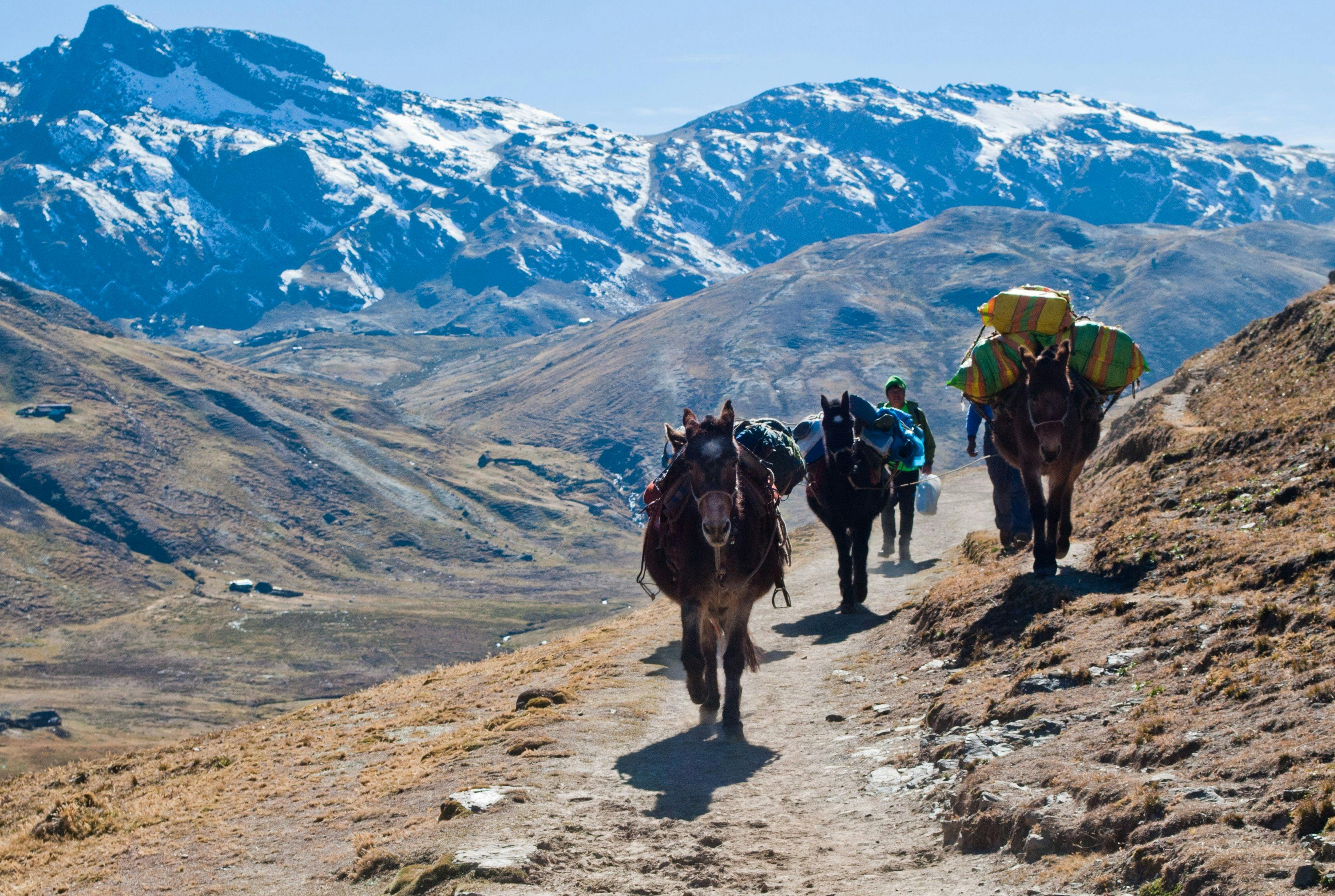 Donkeys and men walking on El Camino Inca in Peru.