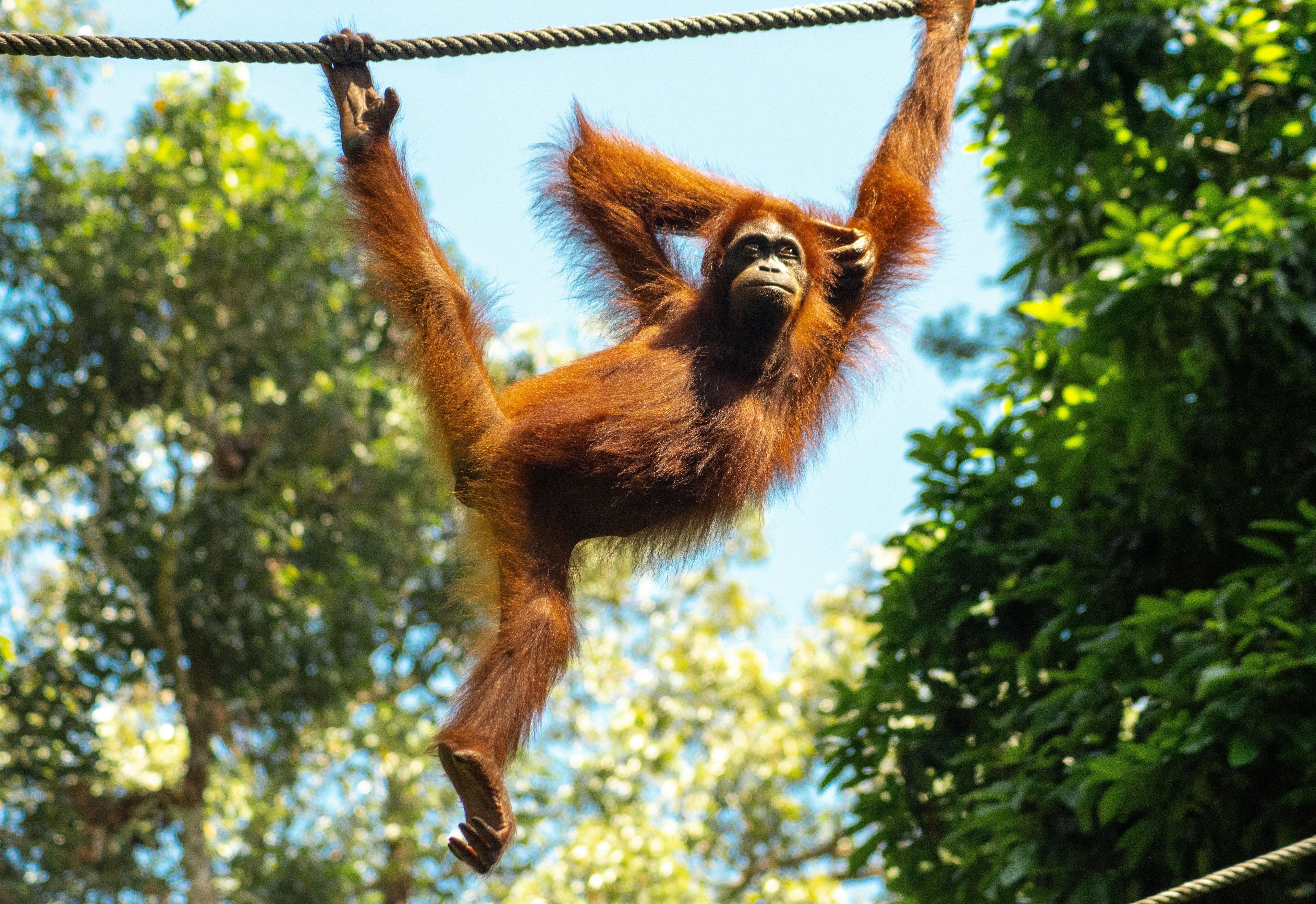 Orangutan in rehabilitation center in Sabah, Malaysia.
