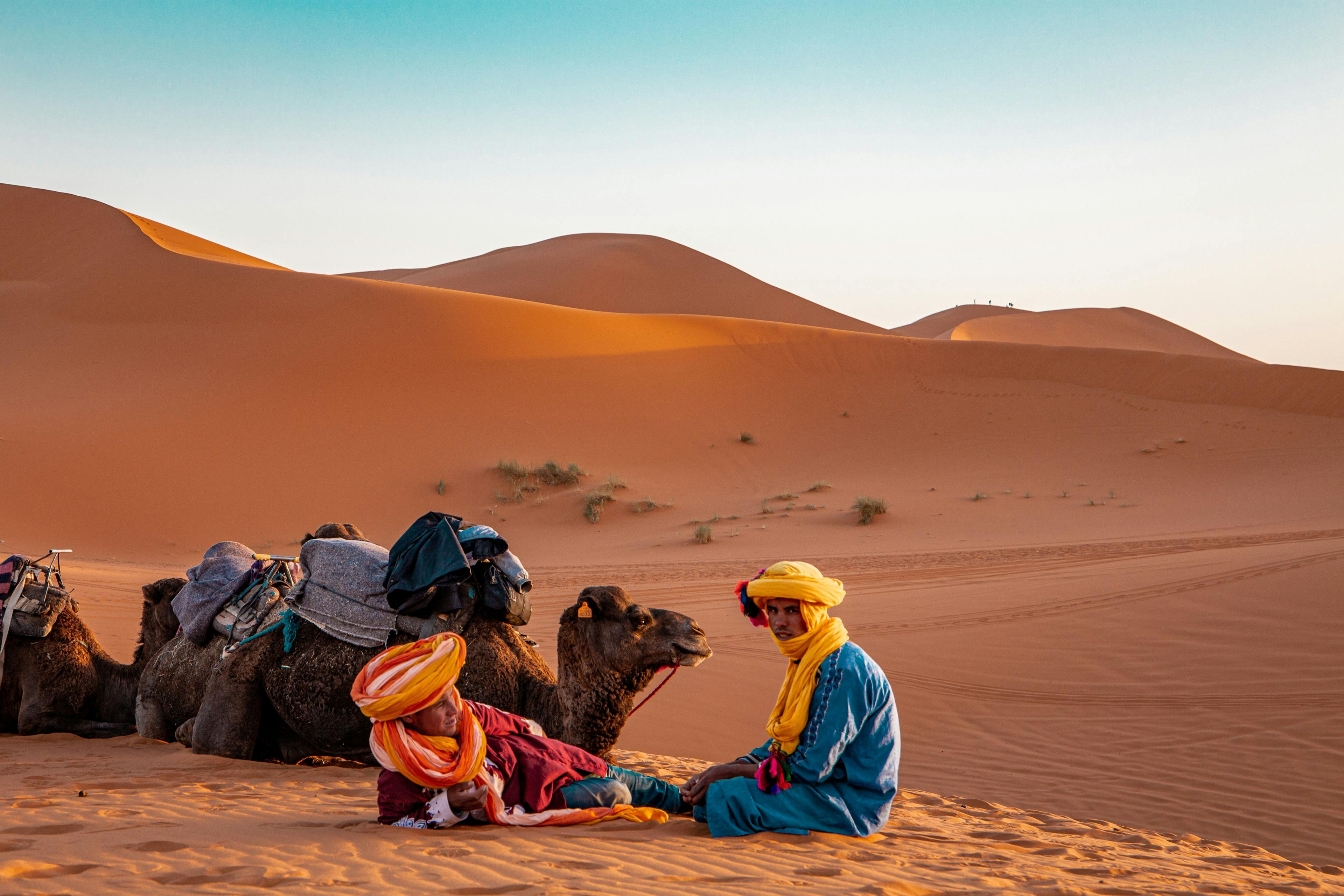 Berber men sitting with camels in Sahara, Morocco.