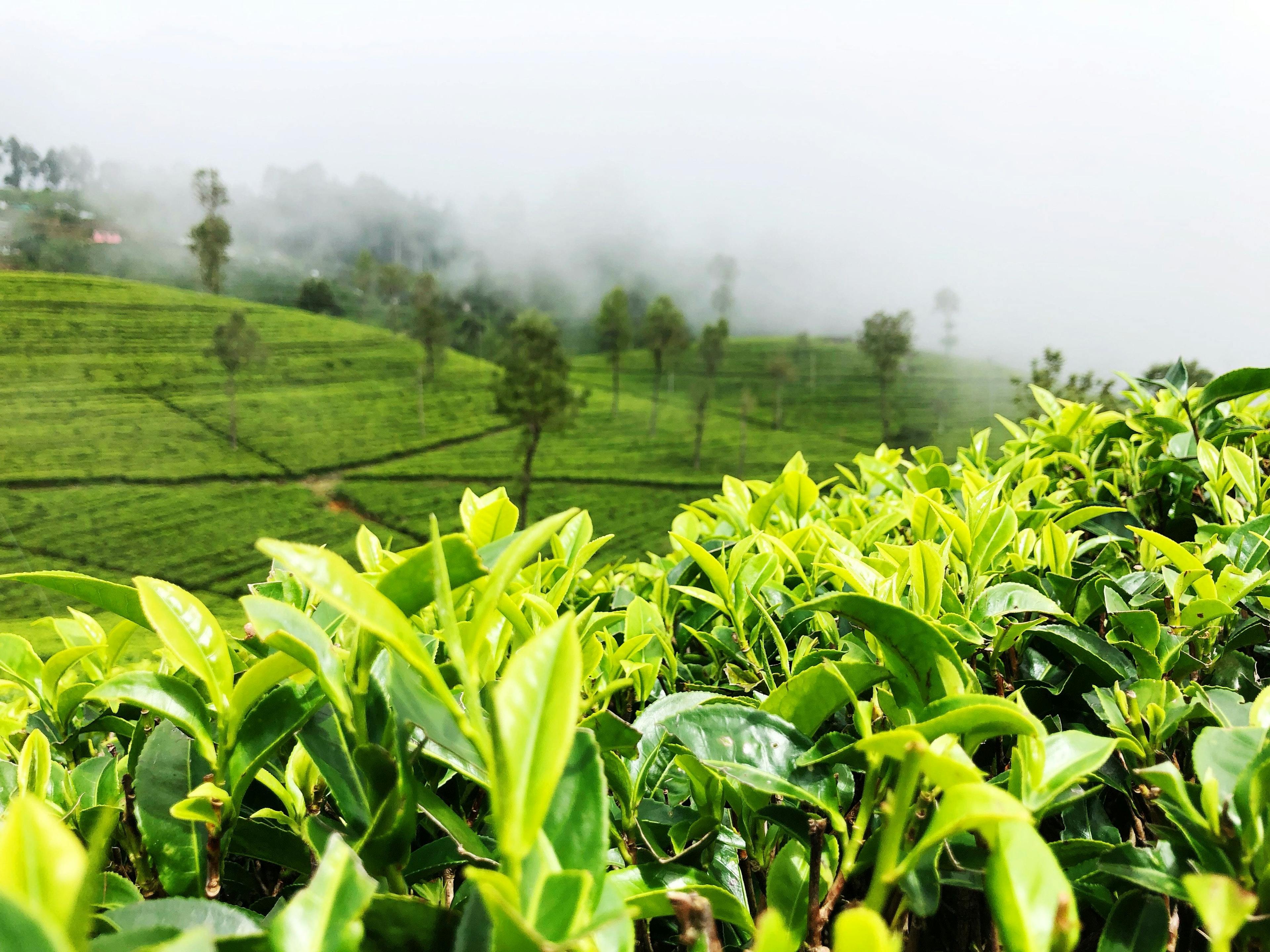 Tea plantation in Nuwara Eliya Sri Lanka.