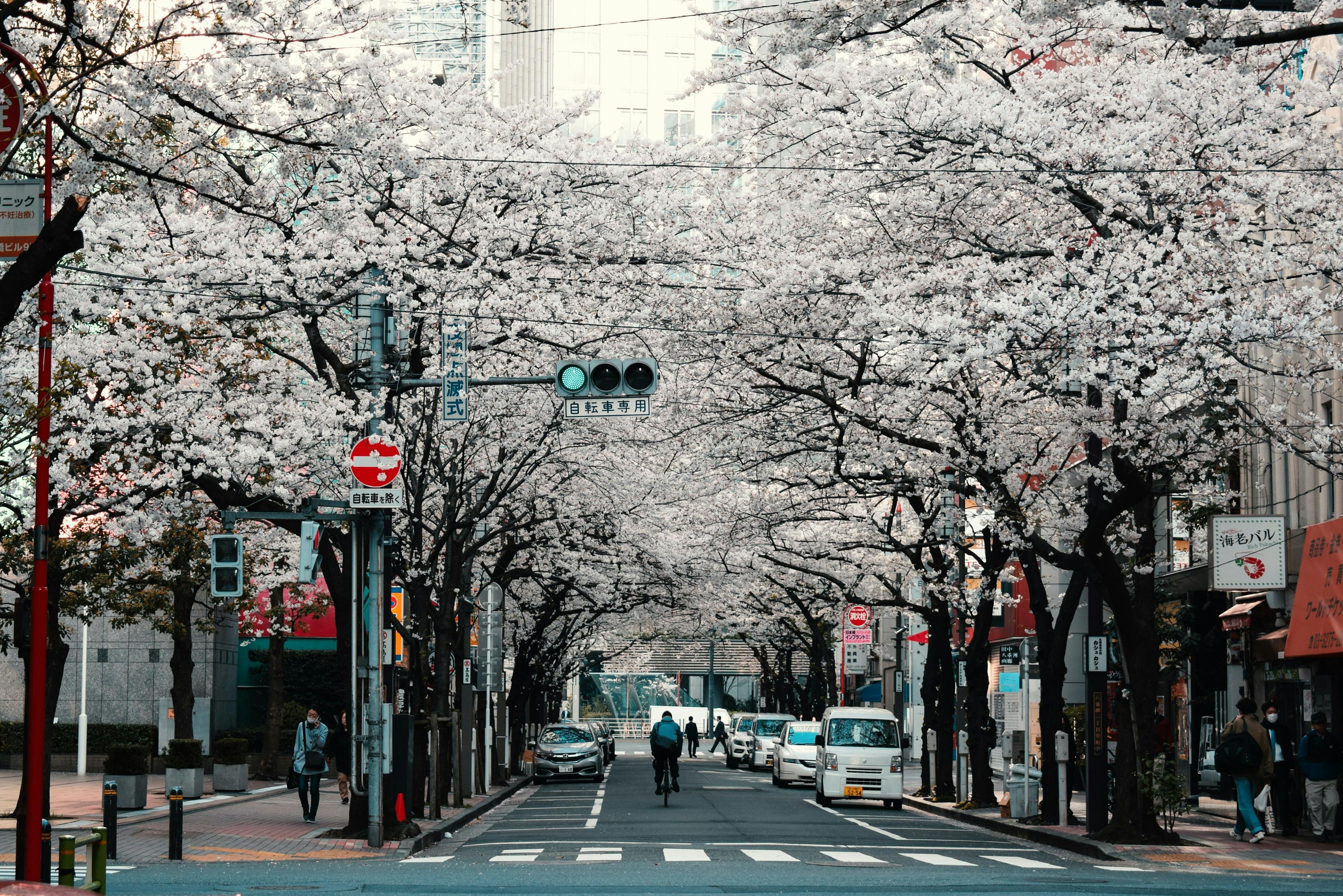 Street with blossoming cherry trees in Tokyo city in Japan