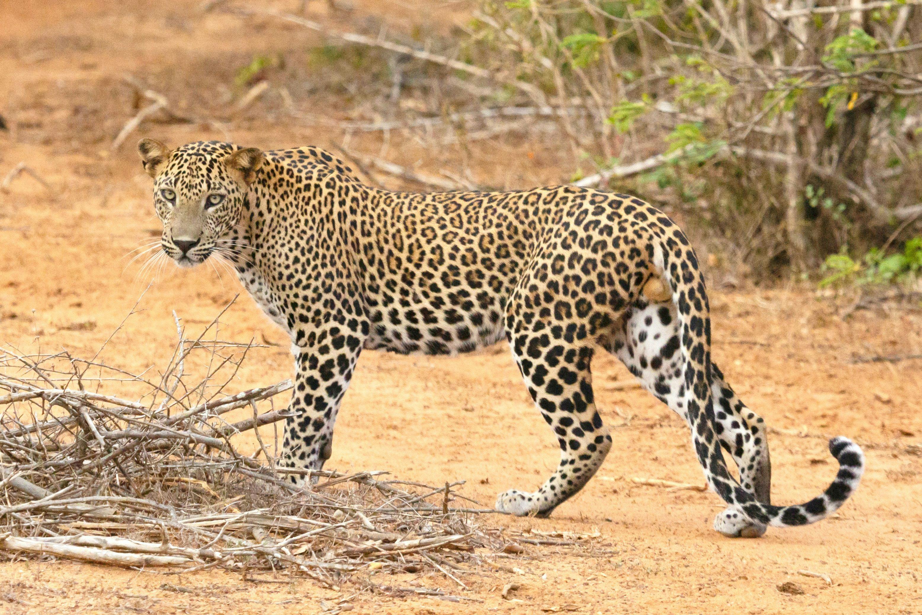 Leopard in Yala National Park in Sri Lanka.