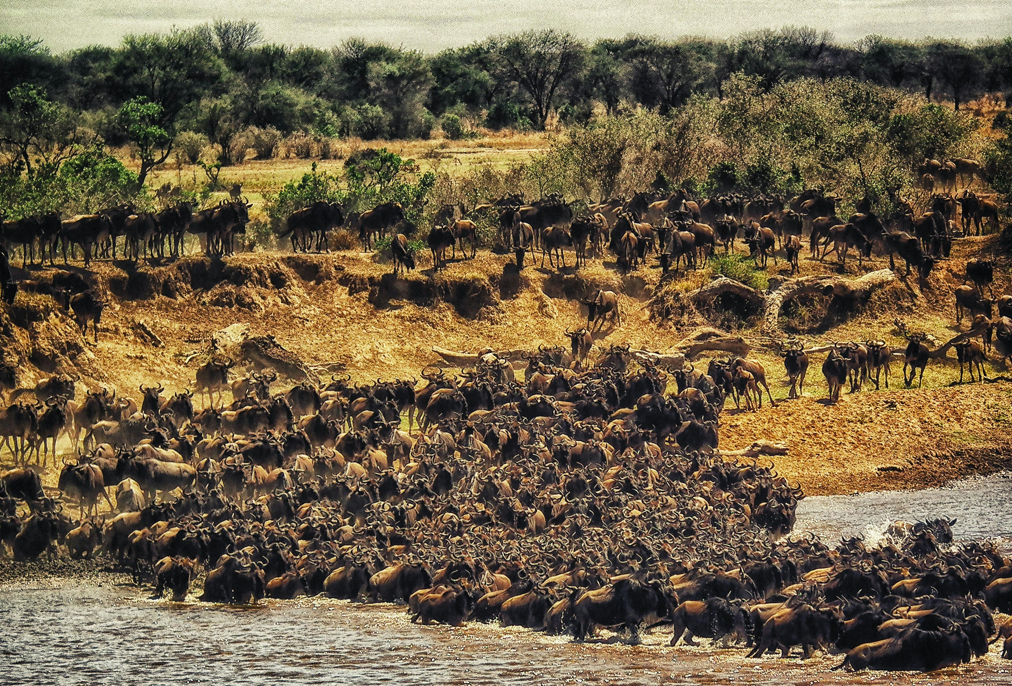 Wildebeest migration in Maasai Mara National Park in Kenya.