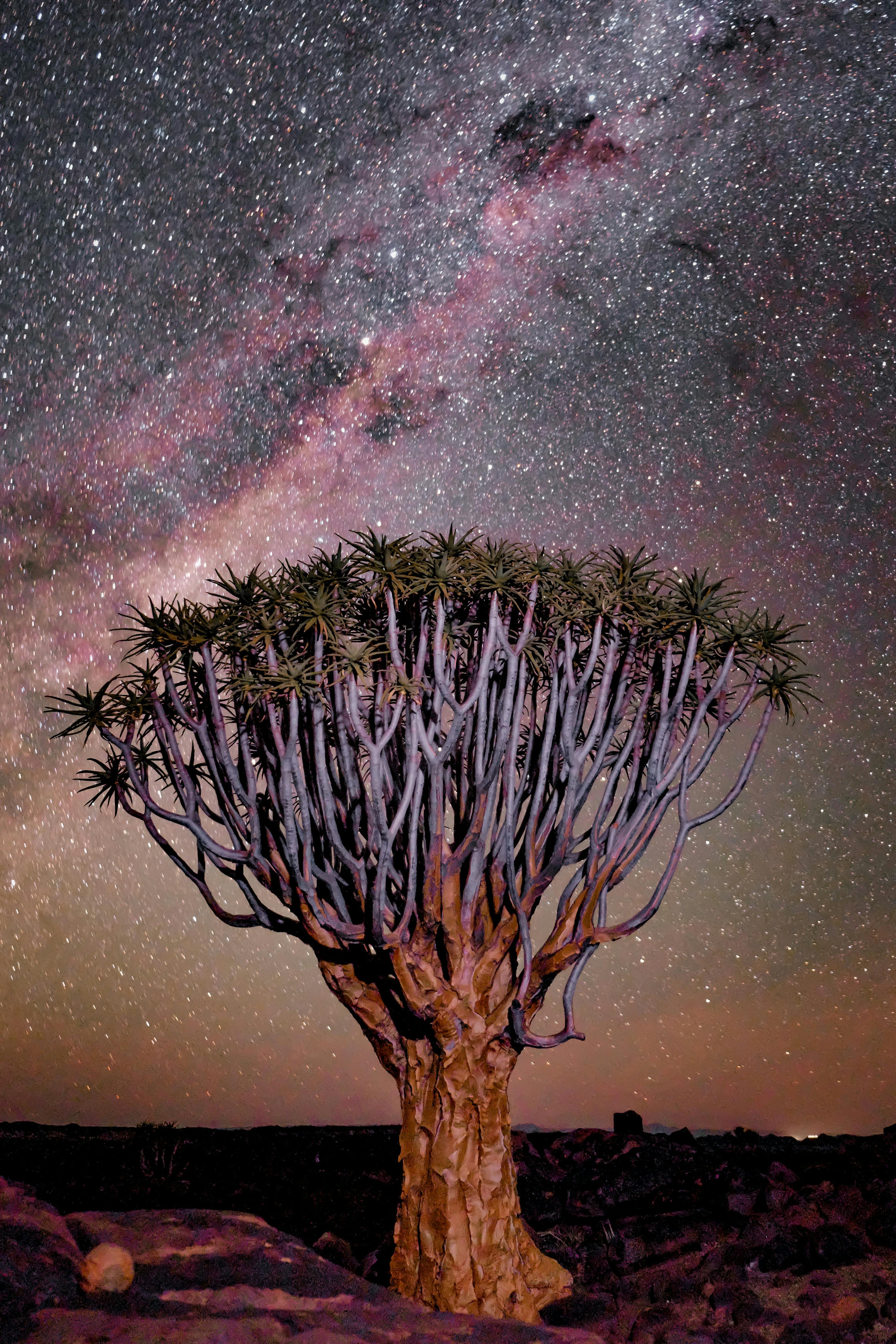 Tree under starry sky at Mesosaurus Camp in Namibia.