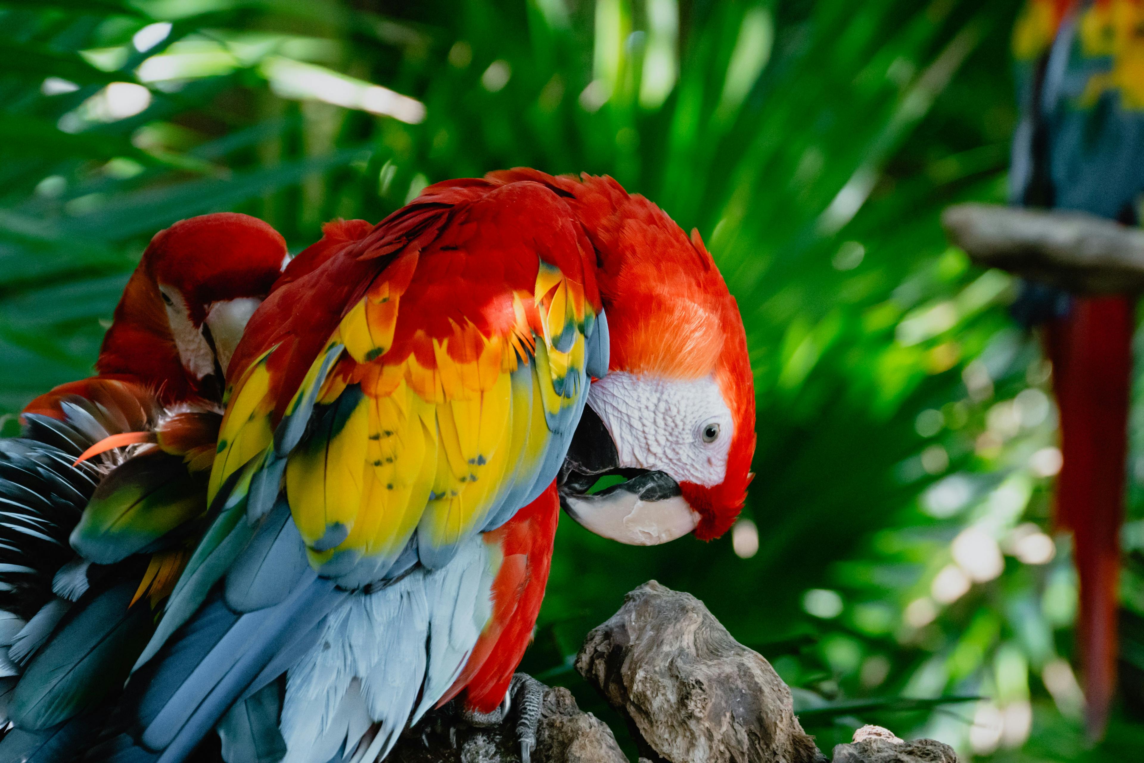 Colorful parrots in Cancun wildlife park