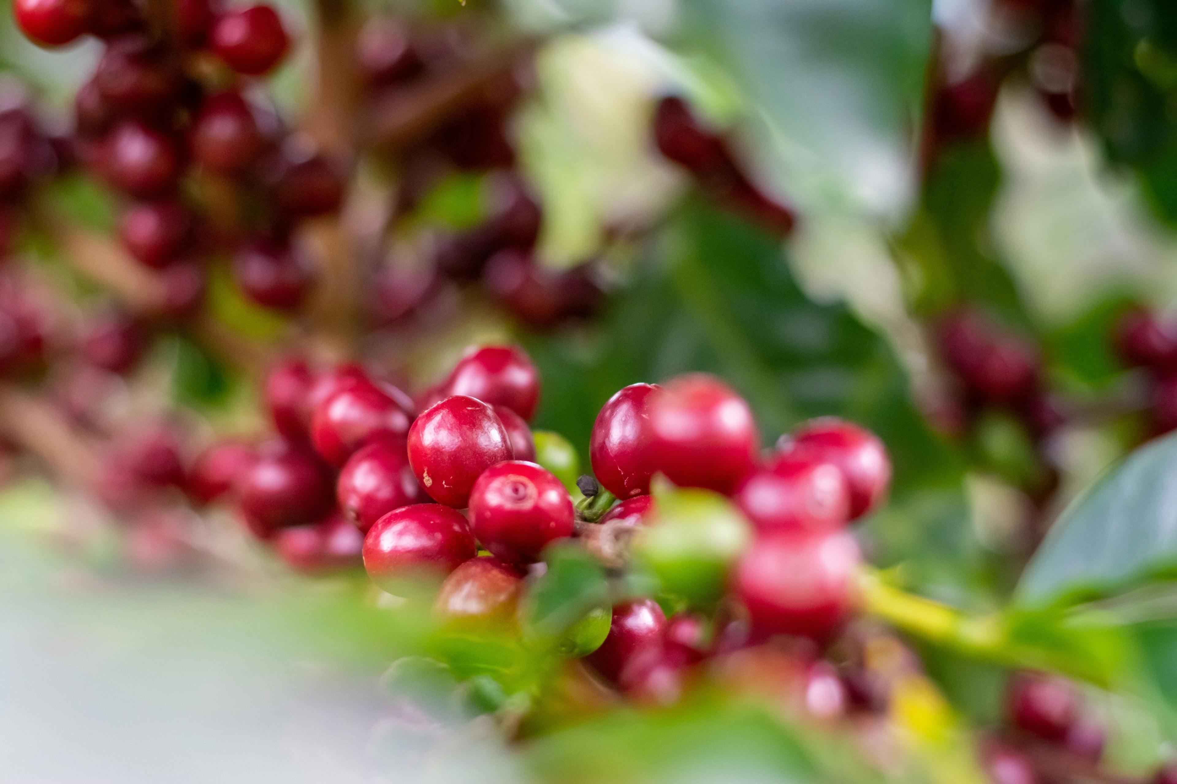 Coffee plant in Costa Rica.