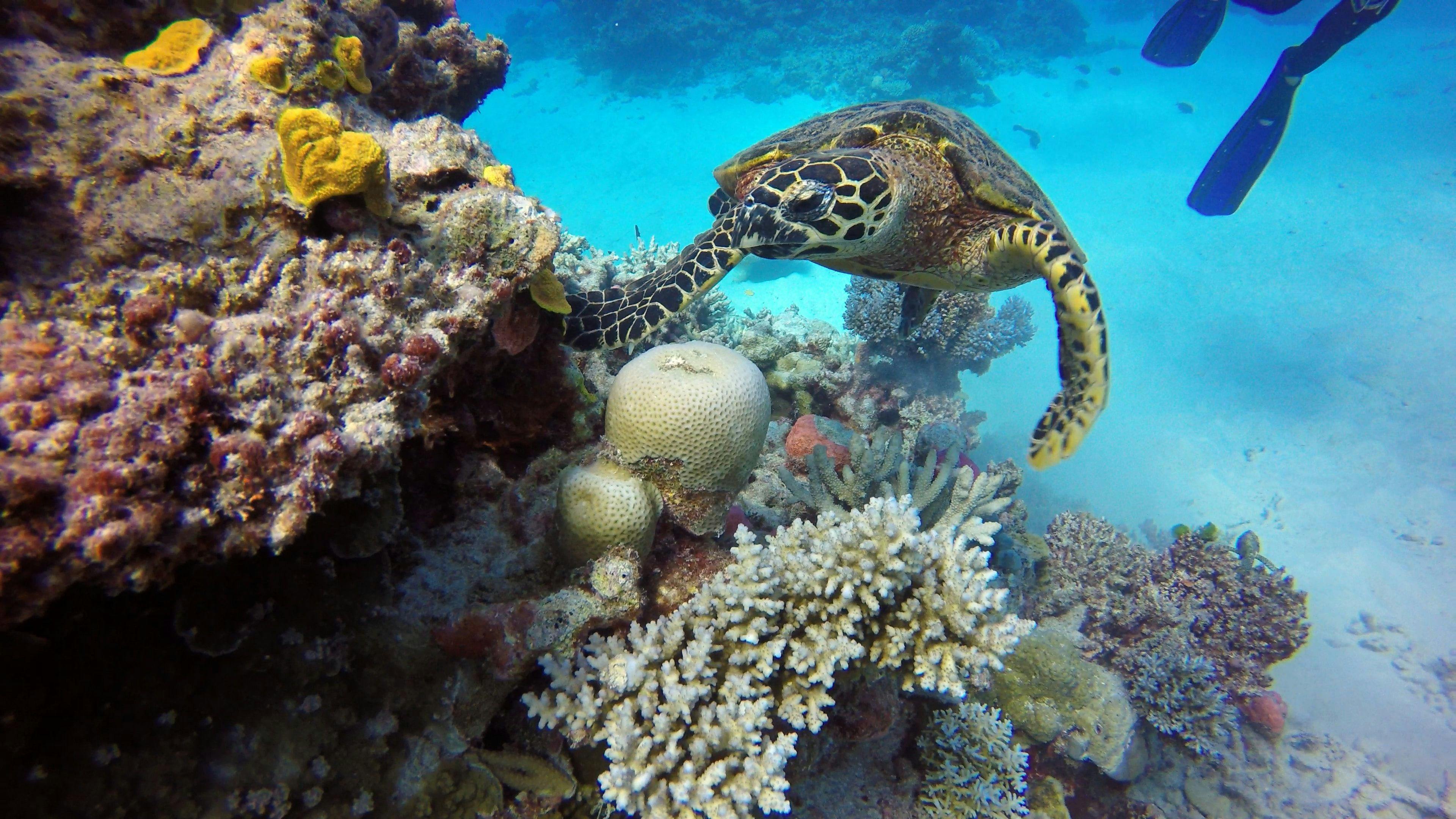 Turtle swimming in Great Barrier Reef in Australia.