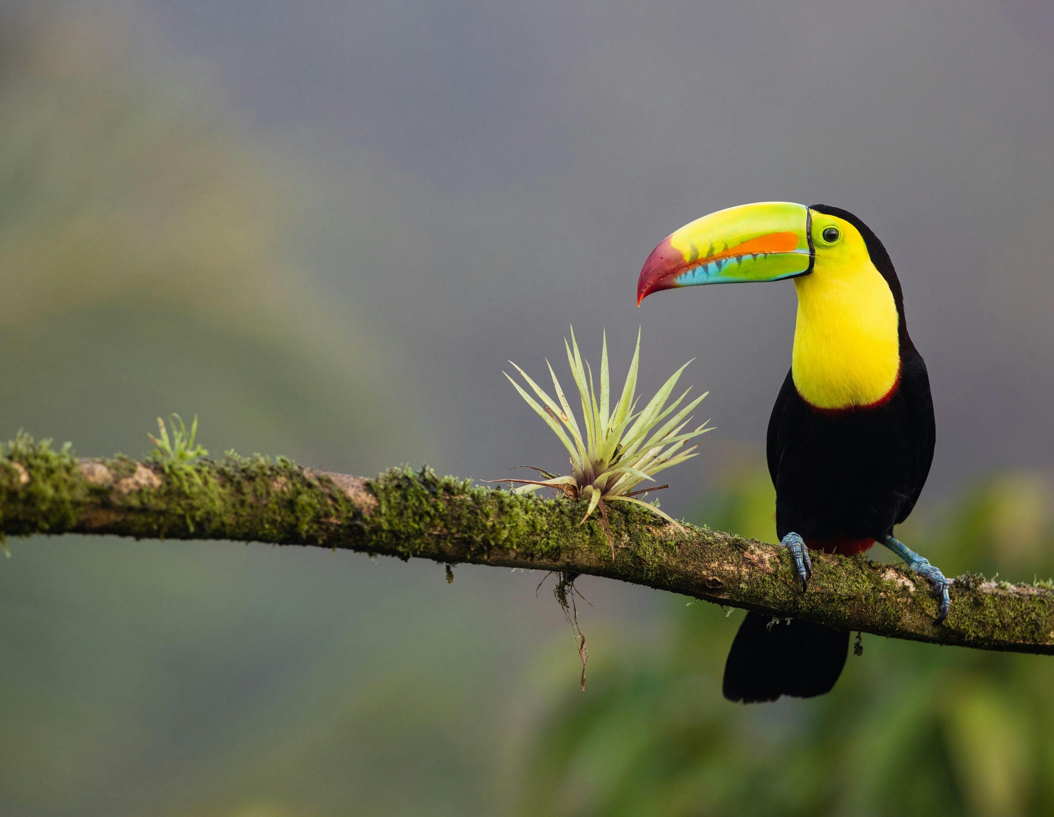 Keel-billed toucan sitting on a tree in Costa Rica.