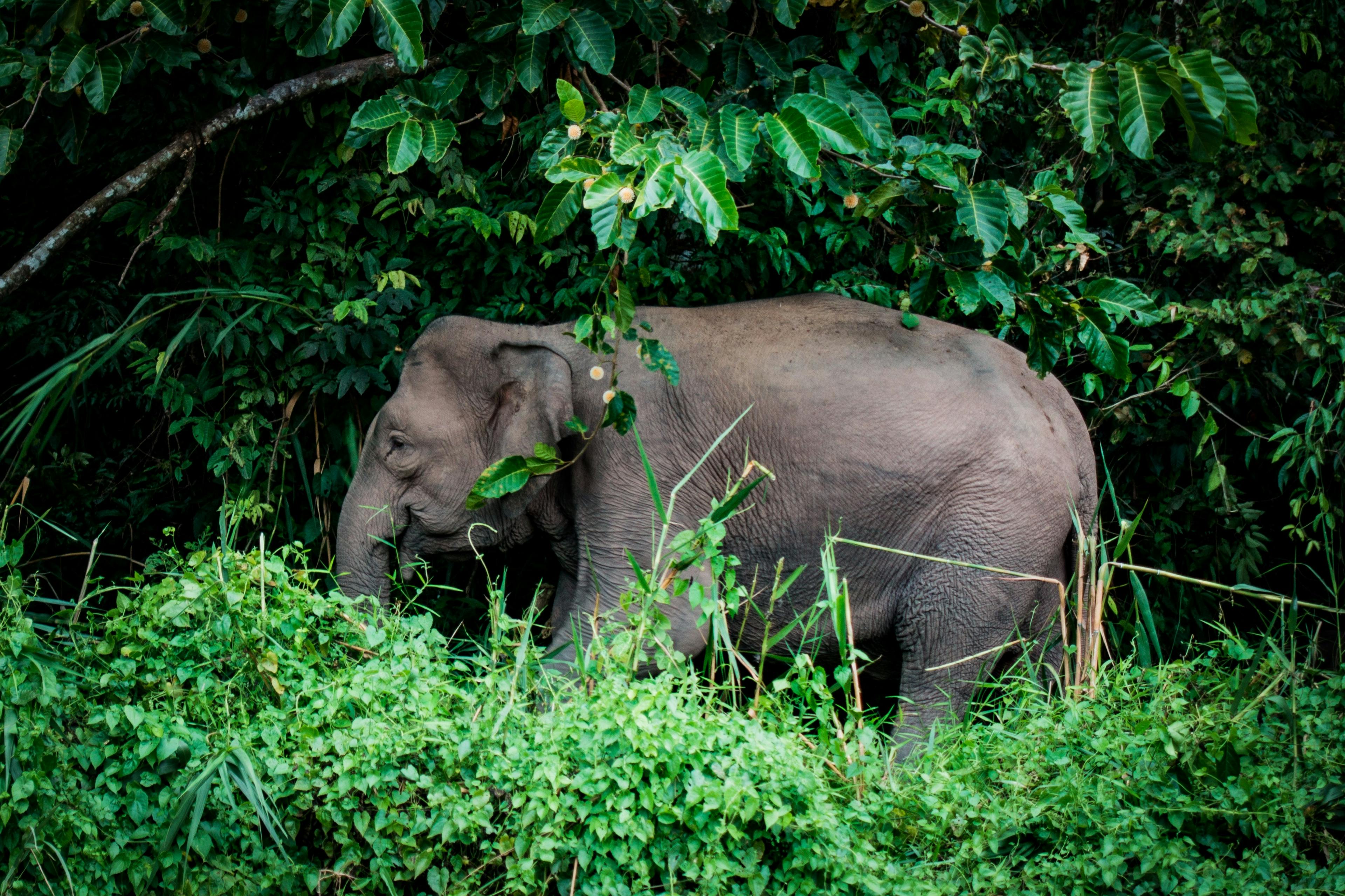 Elephant on the bank of Kinabatangan River, Malaysia.