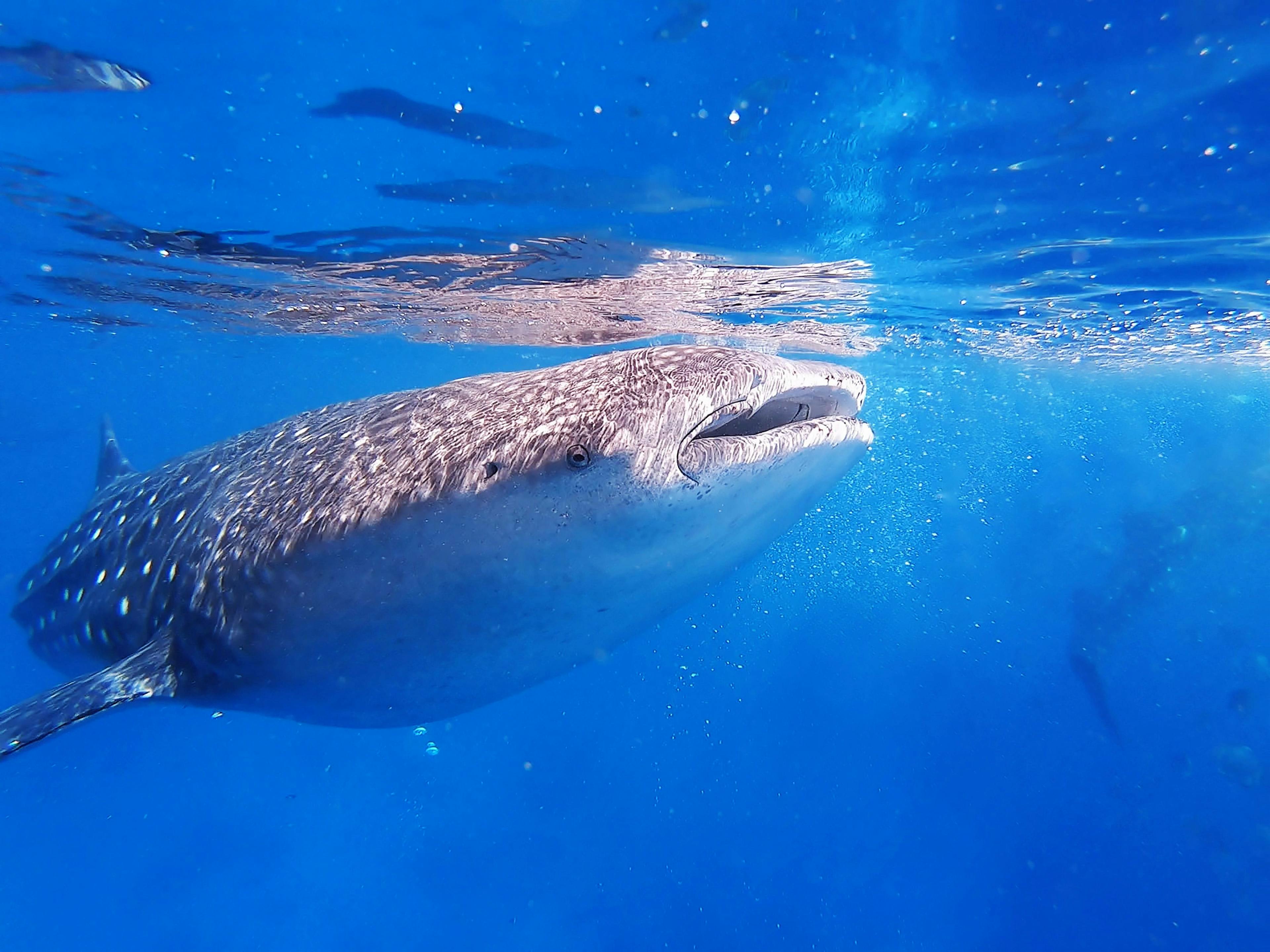 Whale shark swimming under water in Oslob, Philippines.