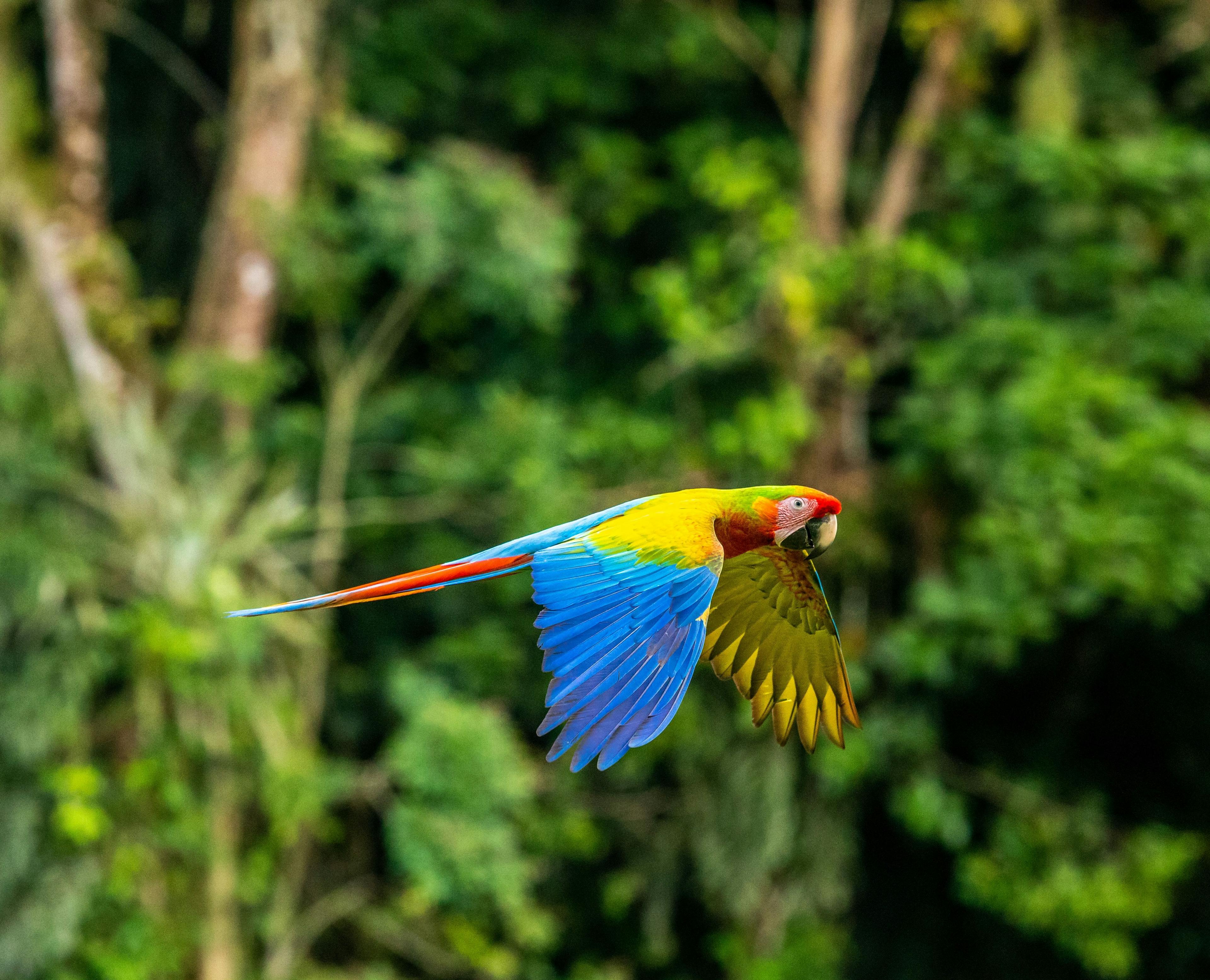 Parrot flying in the rainforest of Costa Rica.