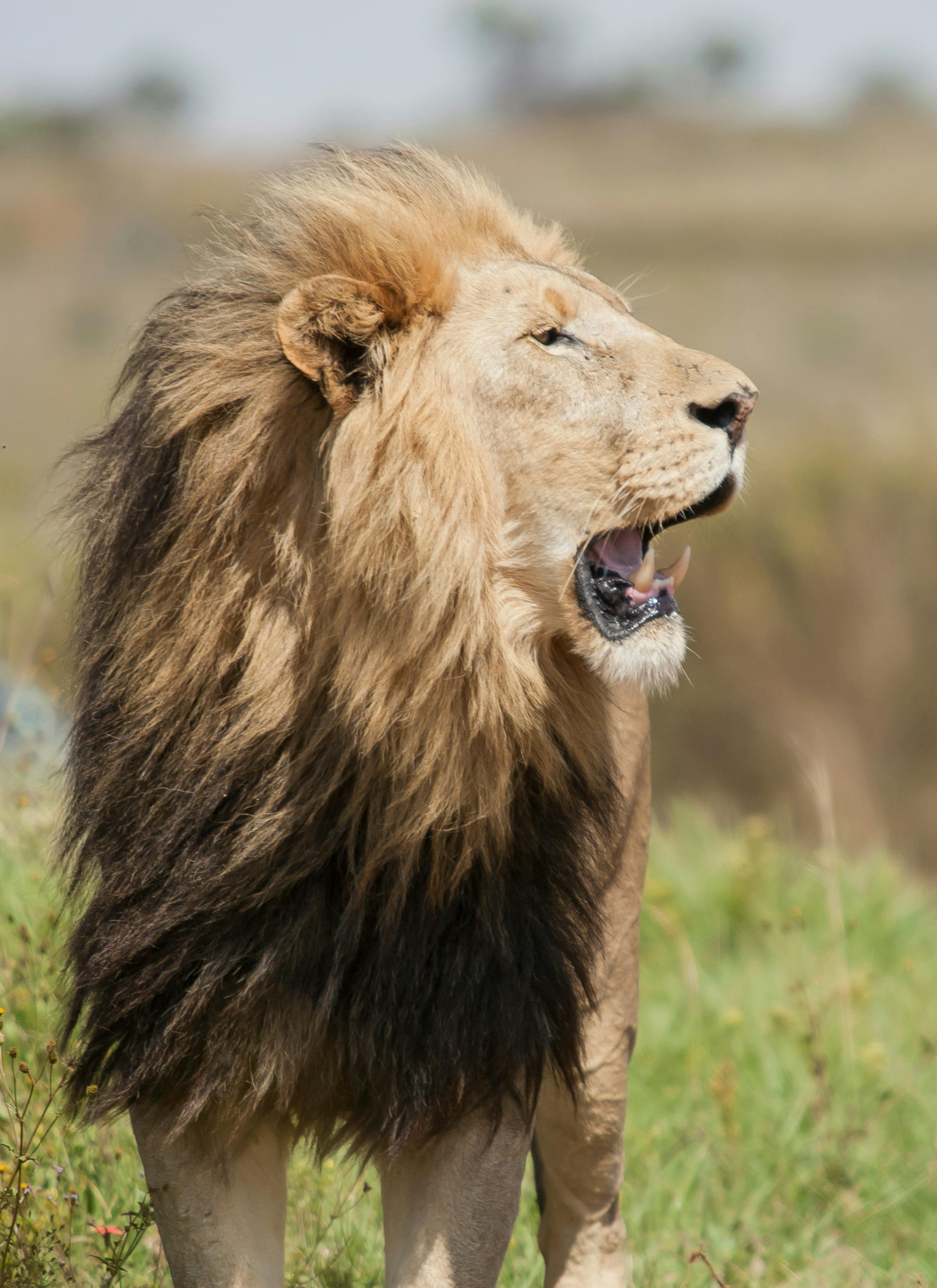 Lion in Kruger National Park in South Africa.