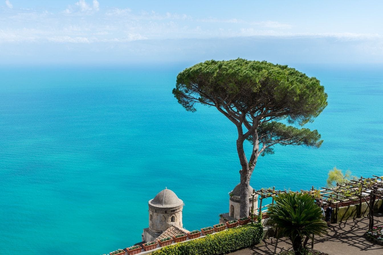 Pine tree on Ravello coast with sea on the background