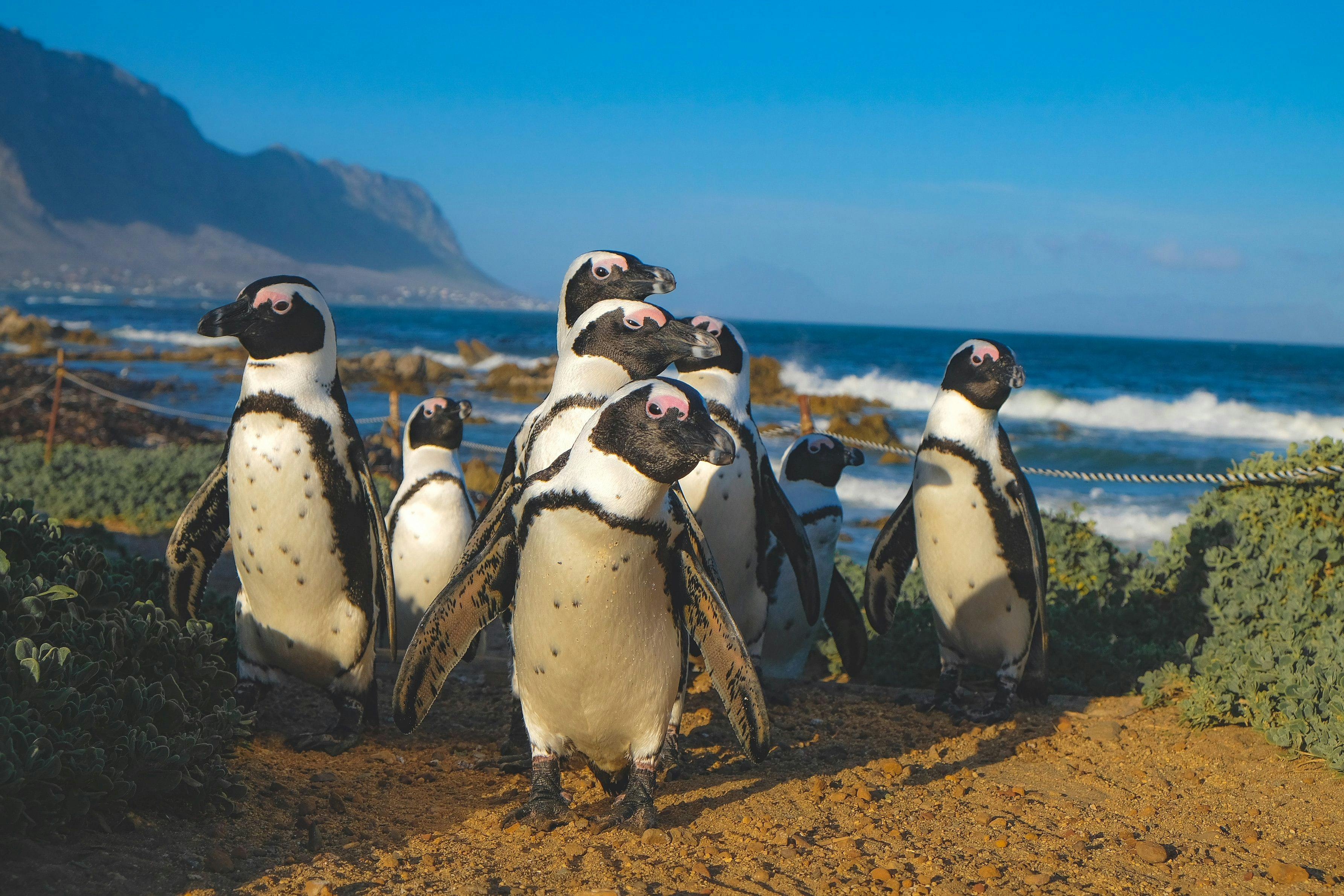 
Betty's Bay penguins in South Africa.