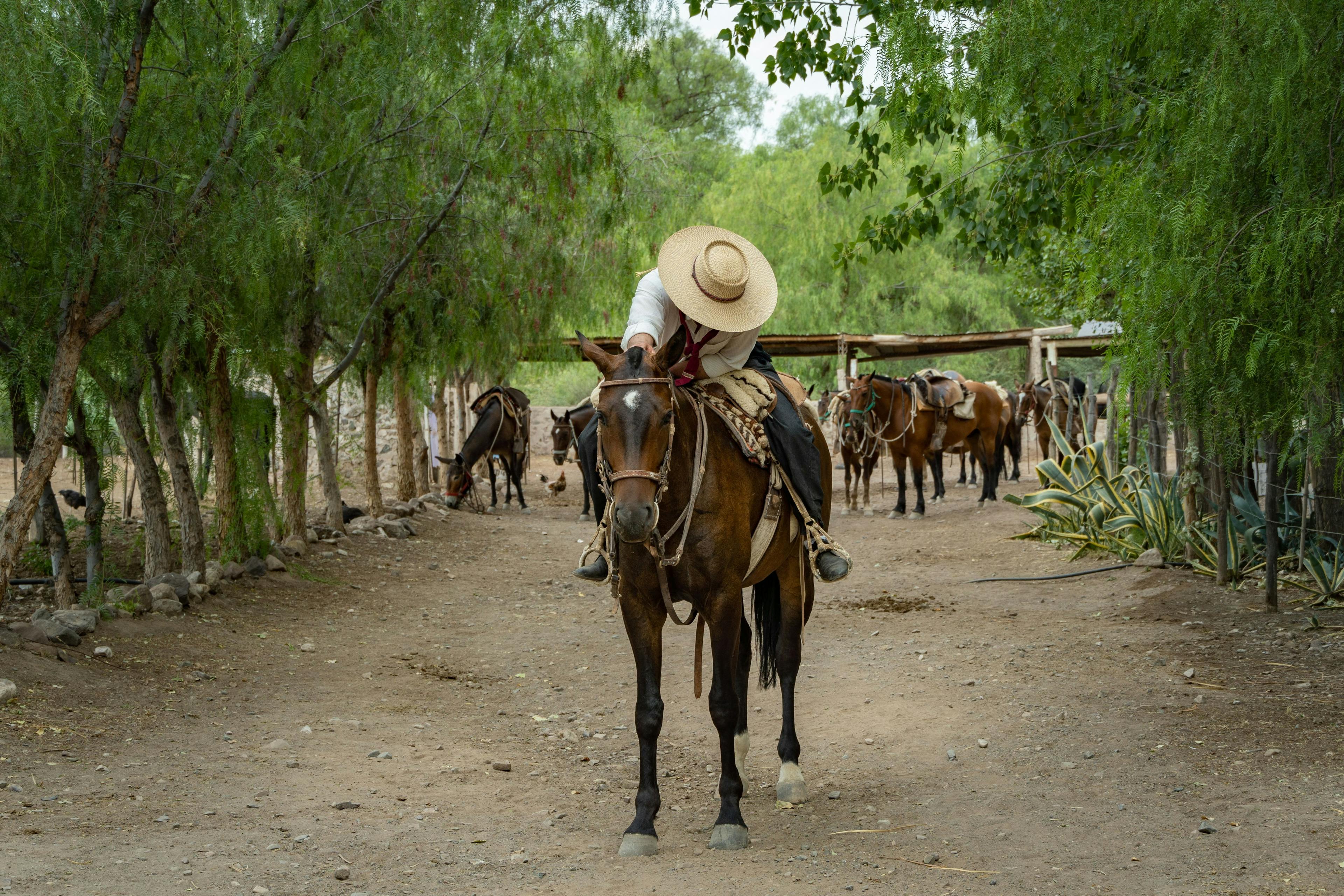 Gaucho with a horse in Argentina.