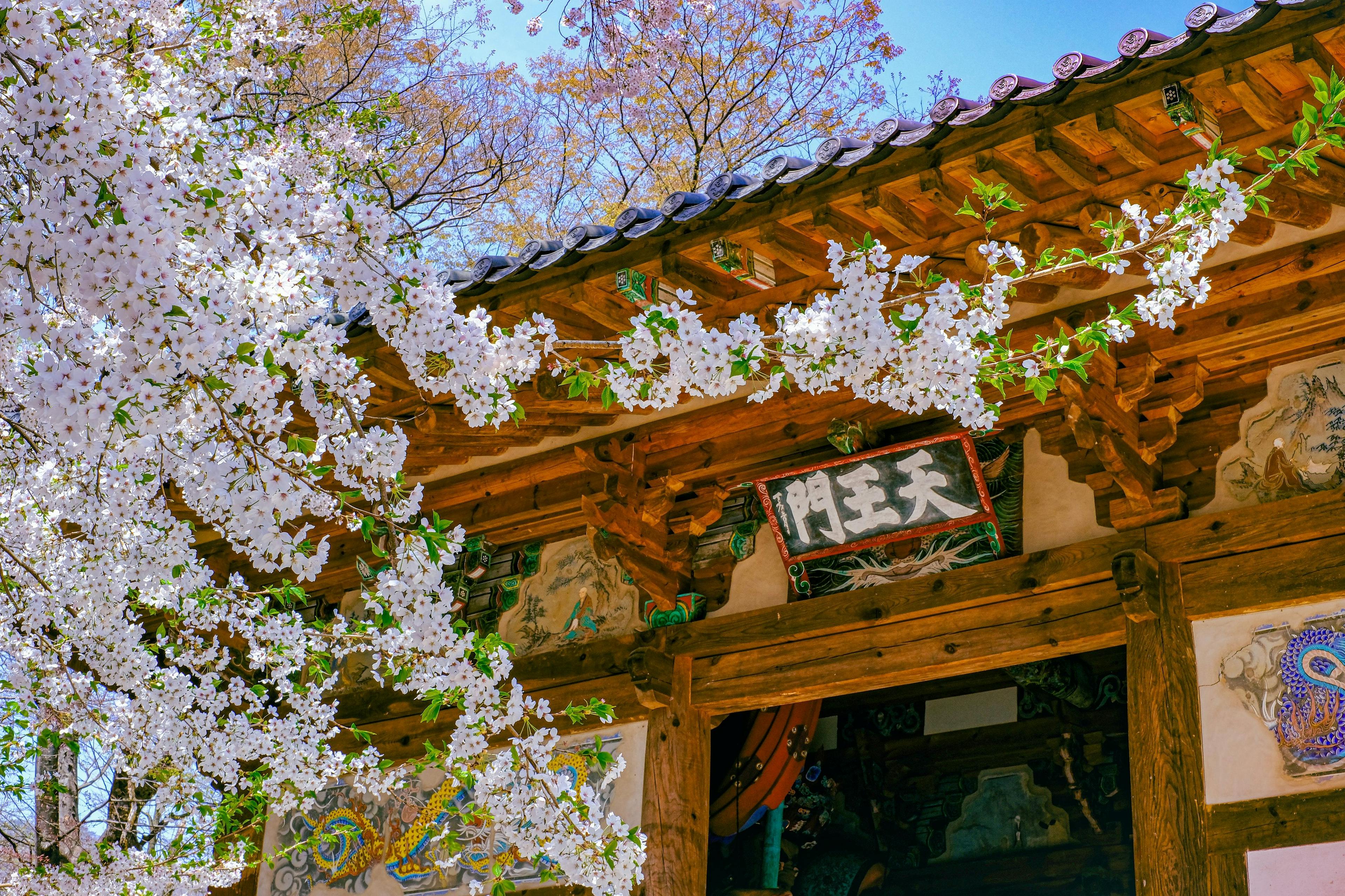 Cherry blossoms in April in Korea