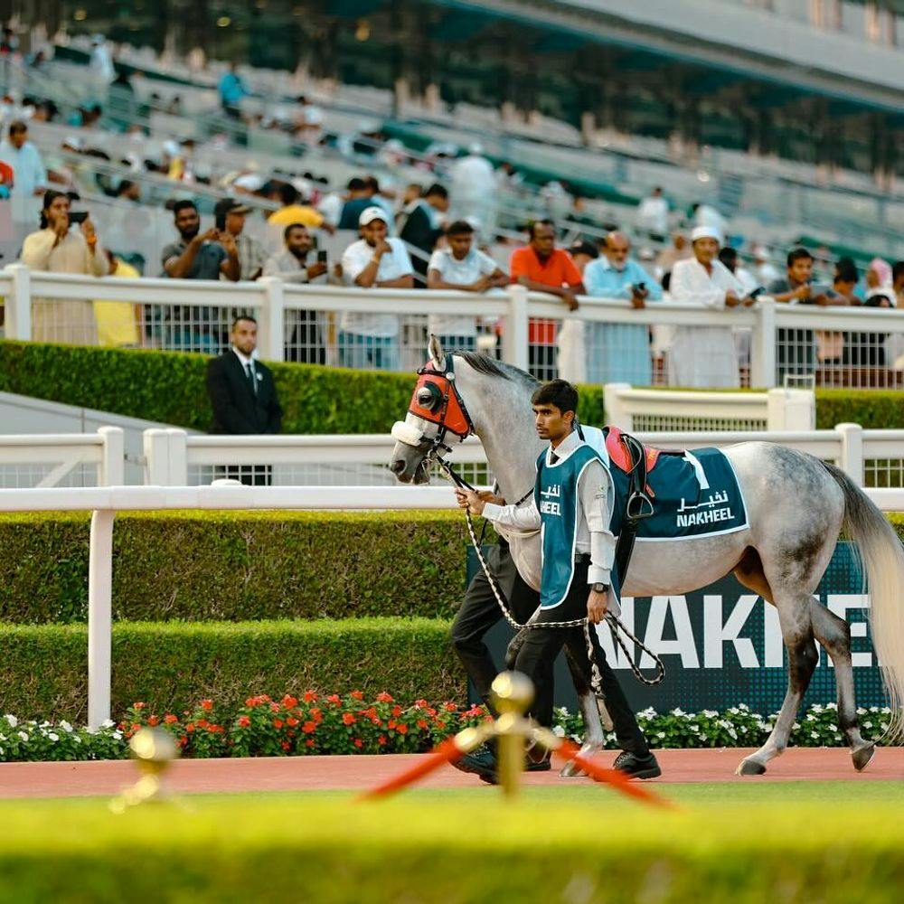 Racing horse with a man walking in Dubai Meydan Racecourse.