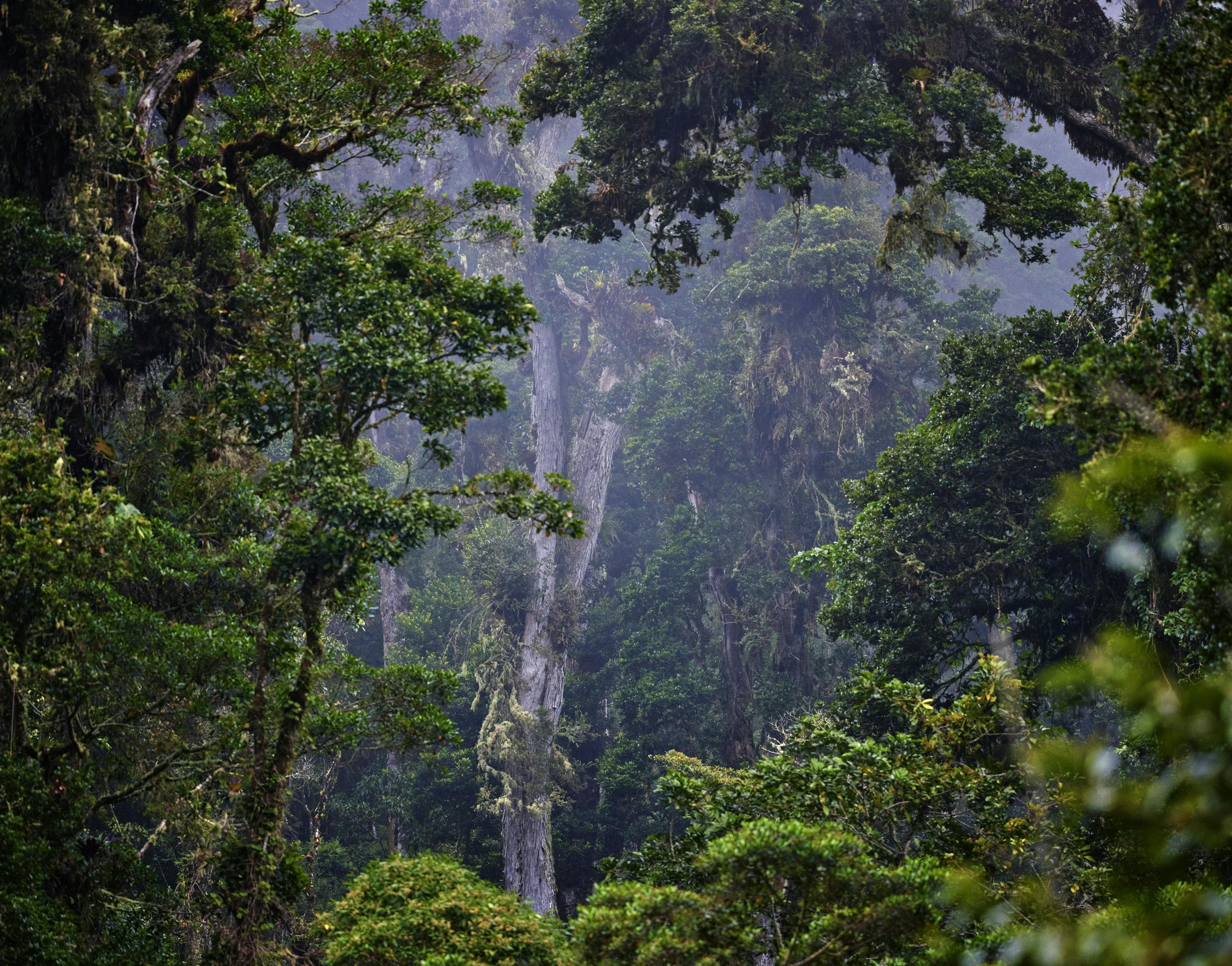 View on Panama rainforest.