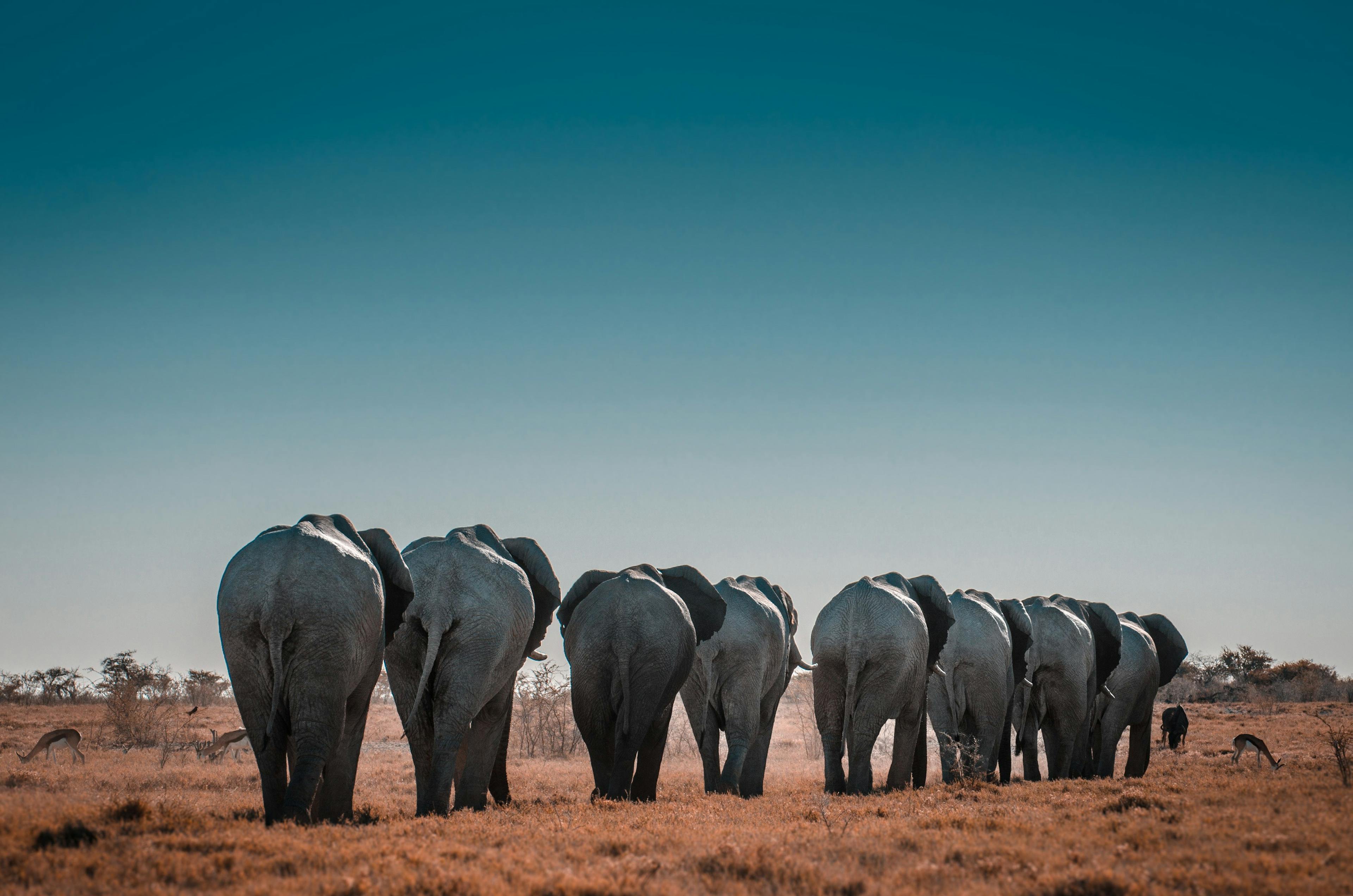 Elephants in Etosha National Park, Namibia.