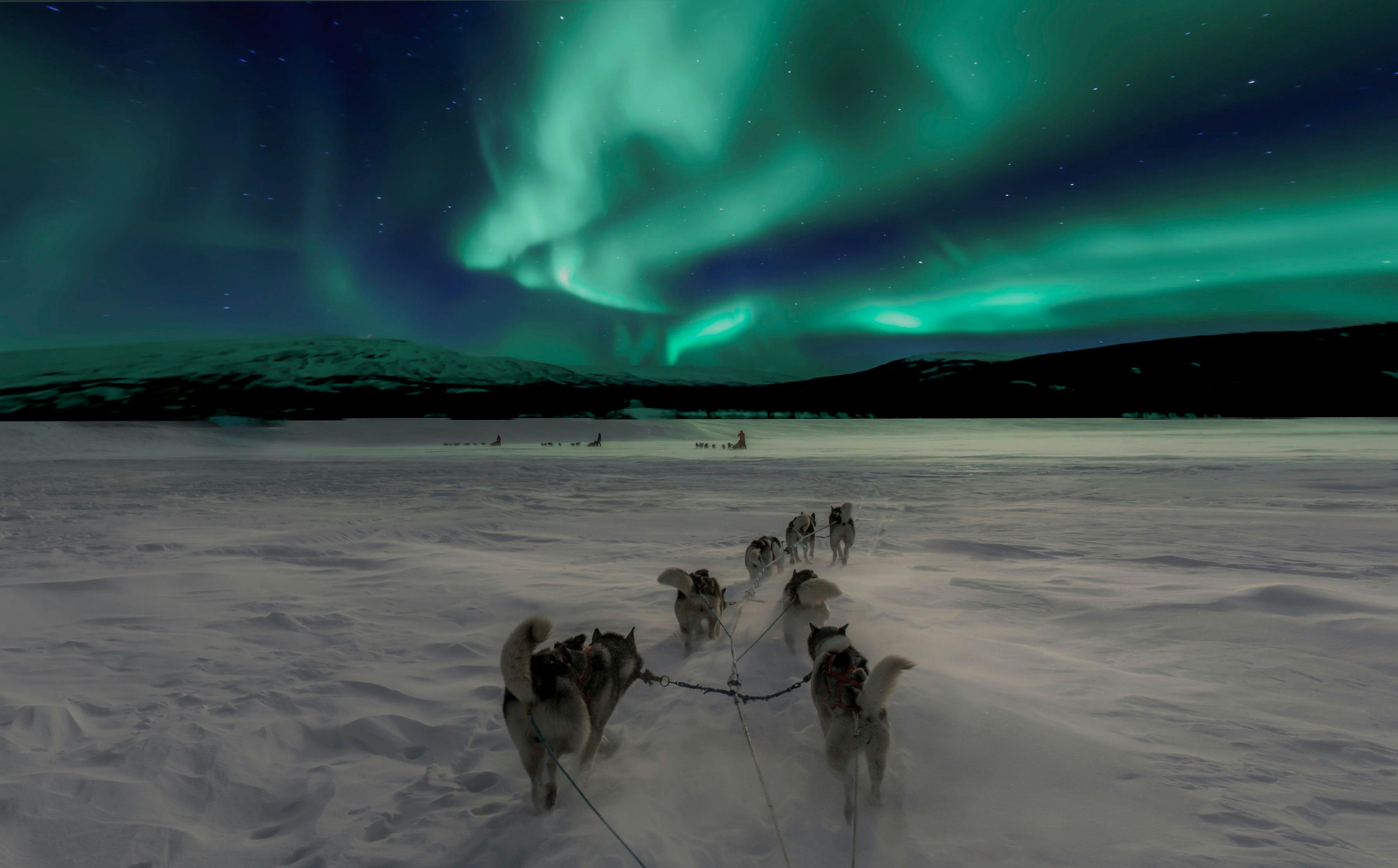 Dogs with a sledge on a snowy field in Norway.