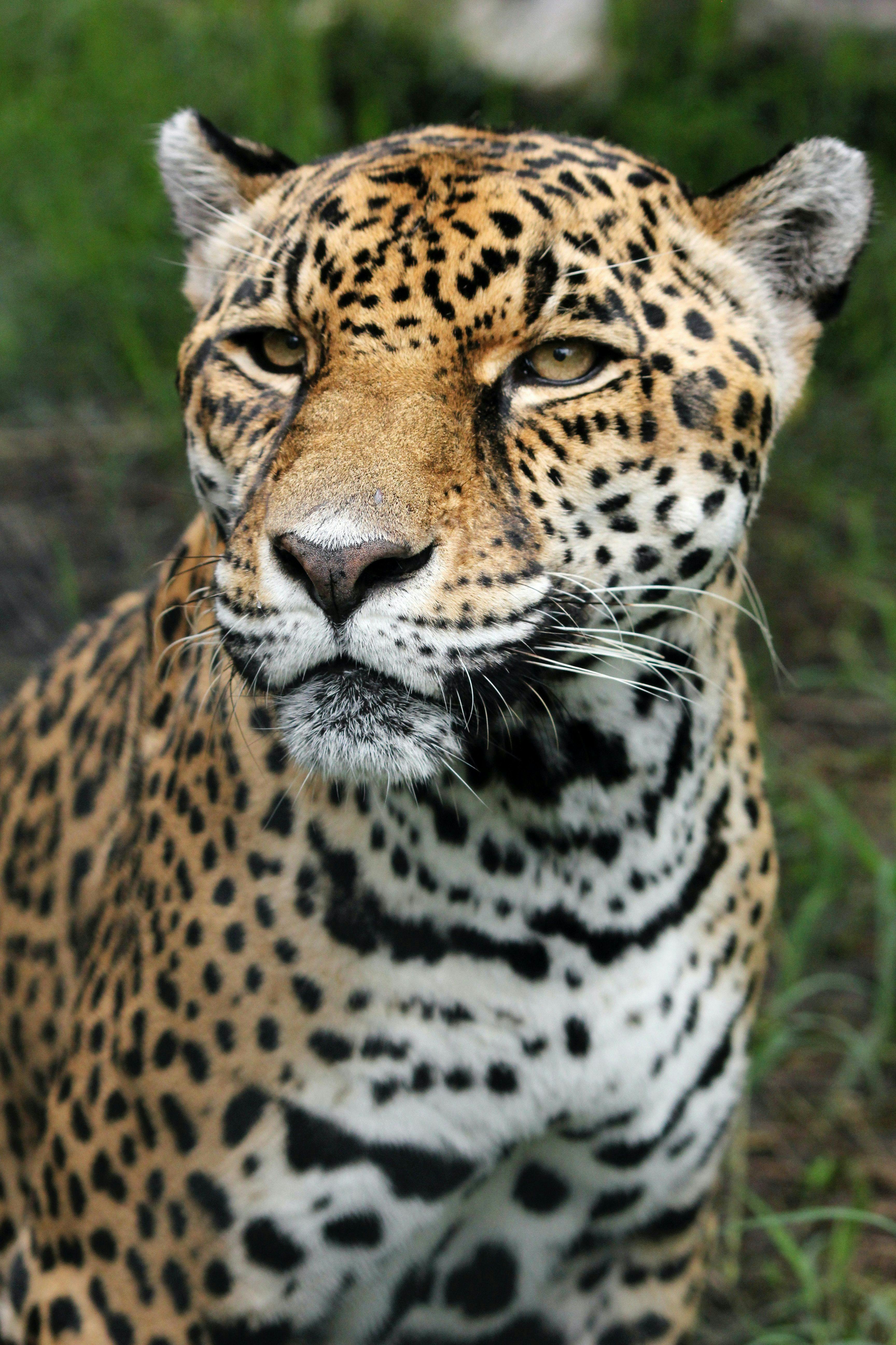 Jaguar in Costa Rica rainforest.