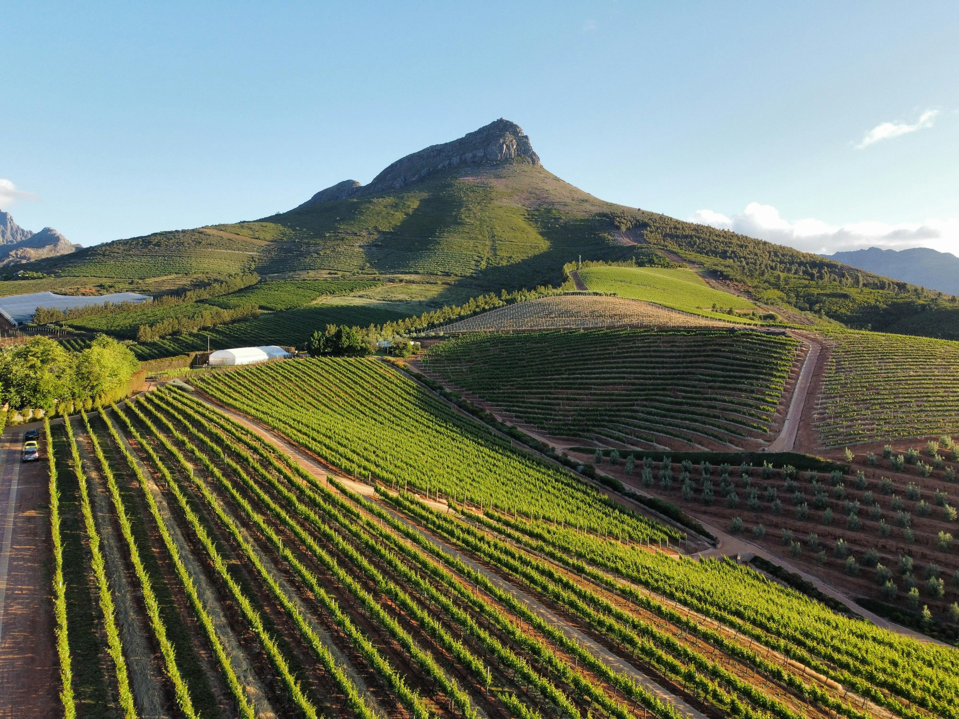 Stellenbosch vineyards in South Africa.
