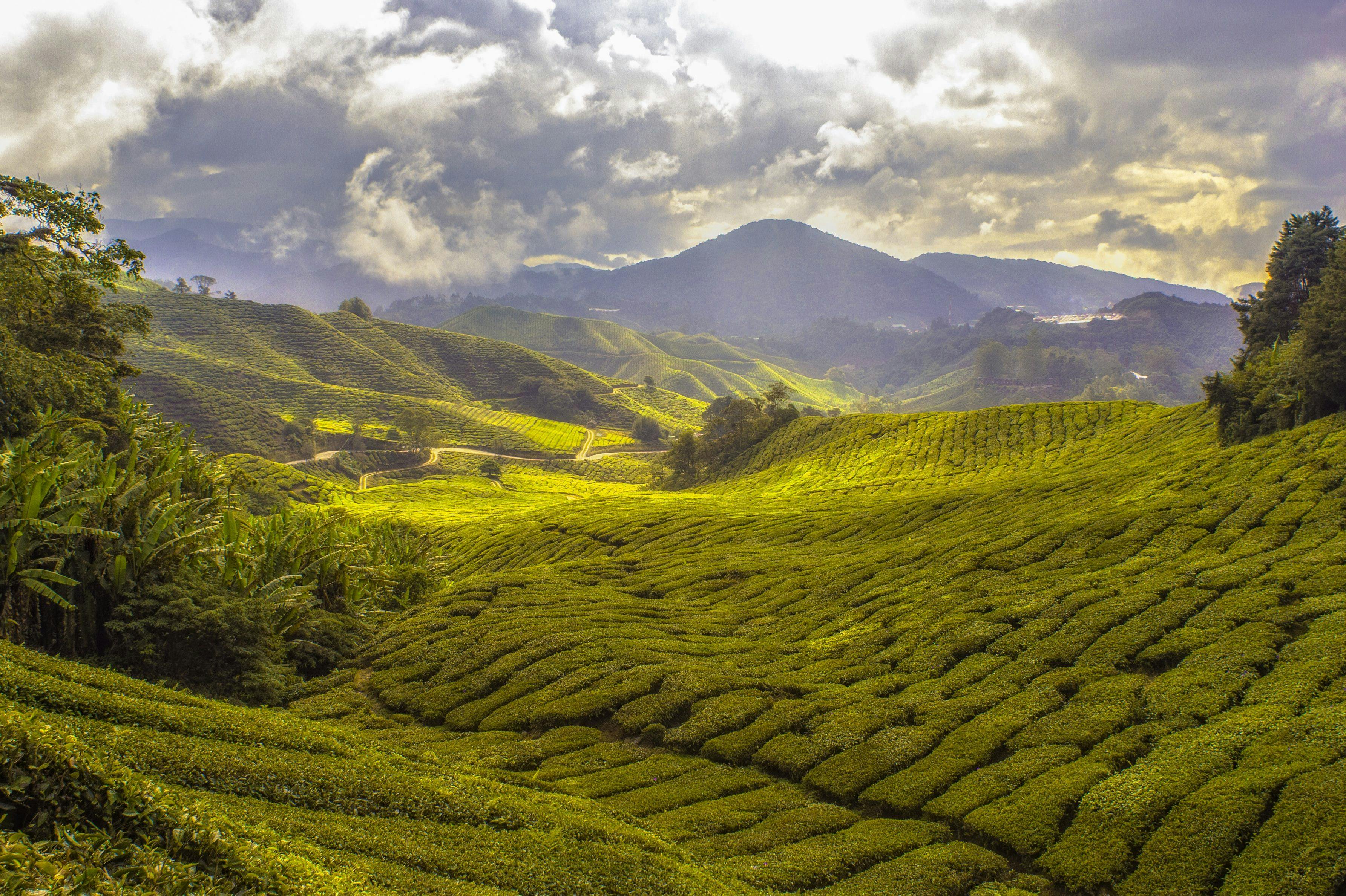 View on Cameron Highlands in Malaysia.