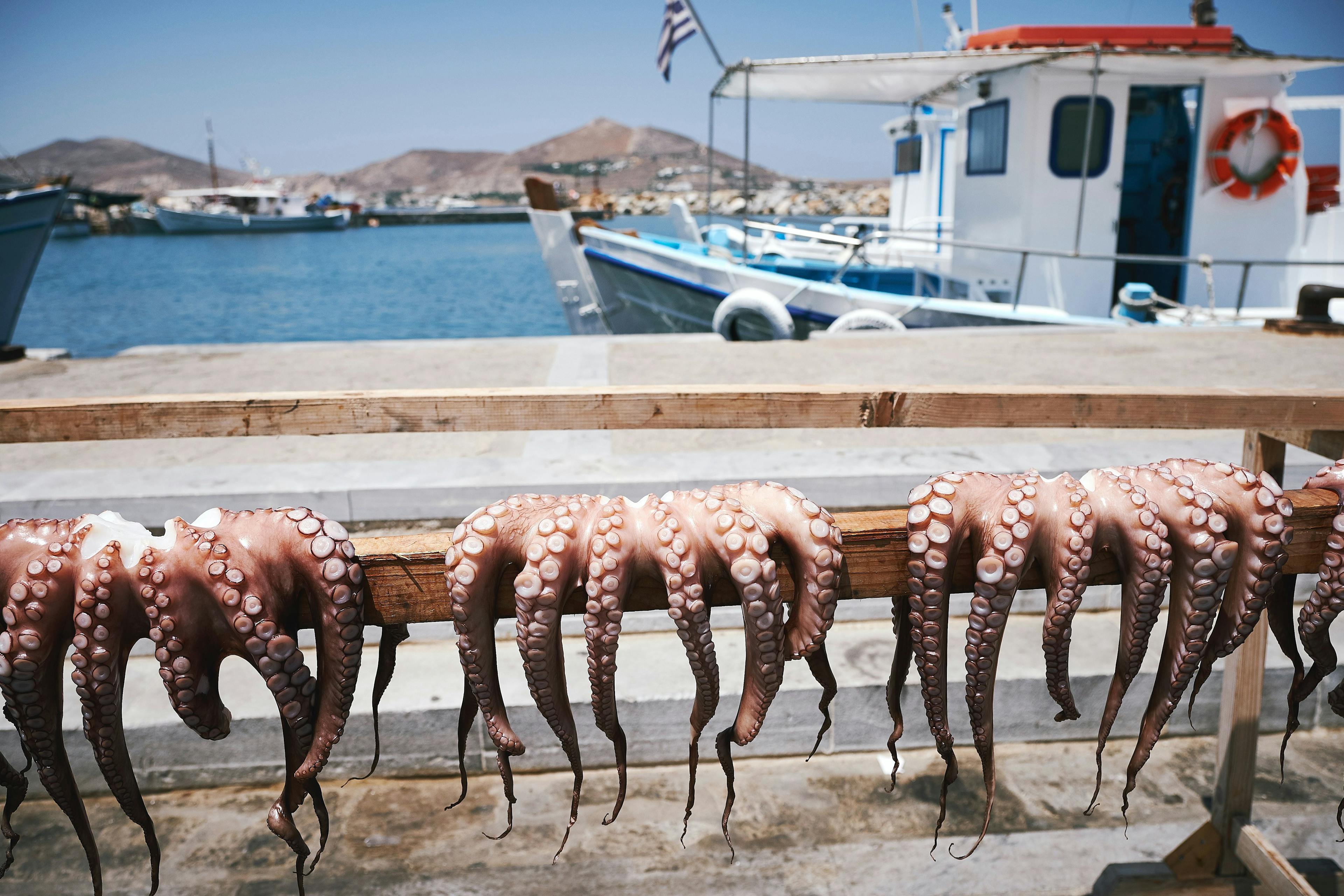 Drying octopus in port in Greece